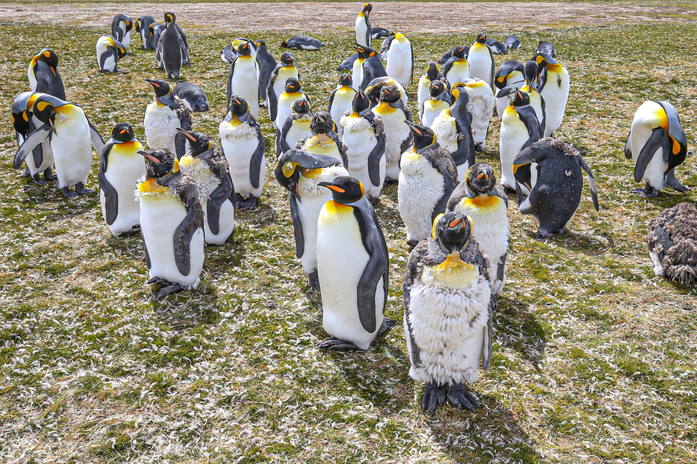 Falklands 10 (678 of 680).jpg