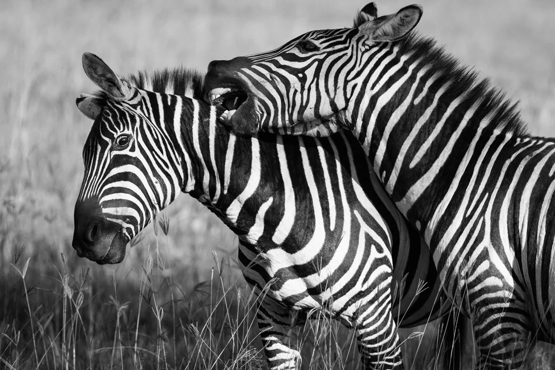 Lake Nukuru, Kenya  2011 13-2432.jpg