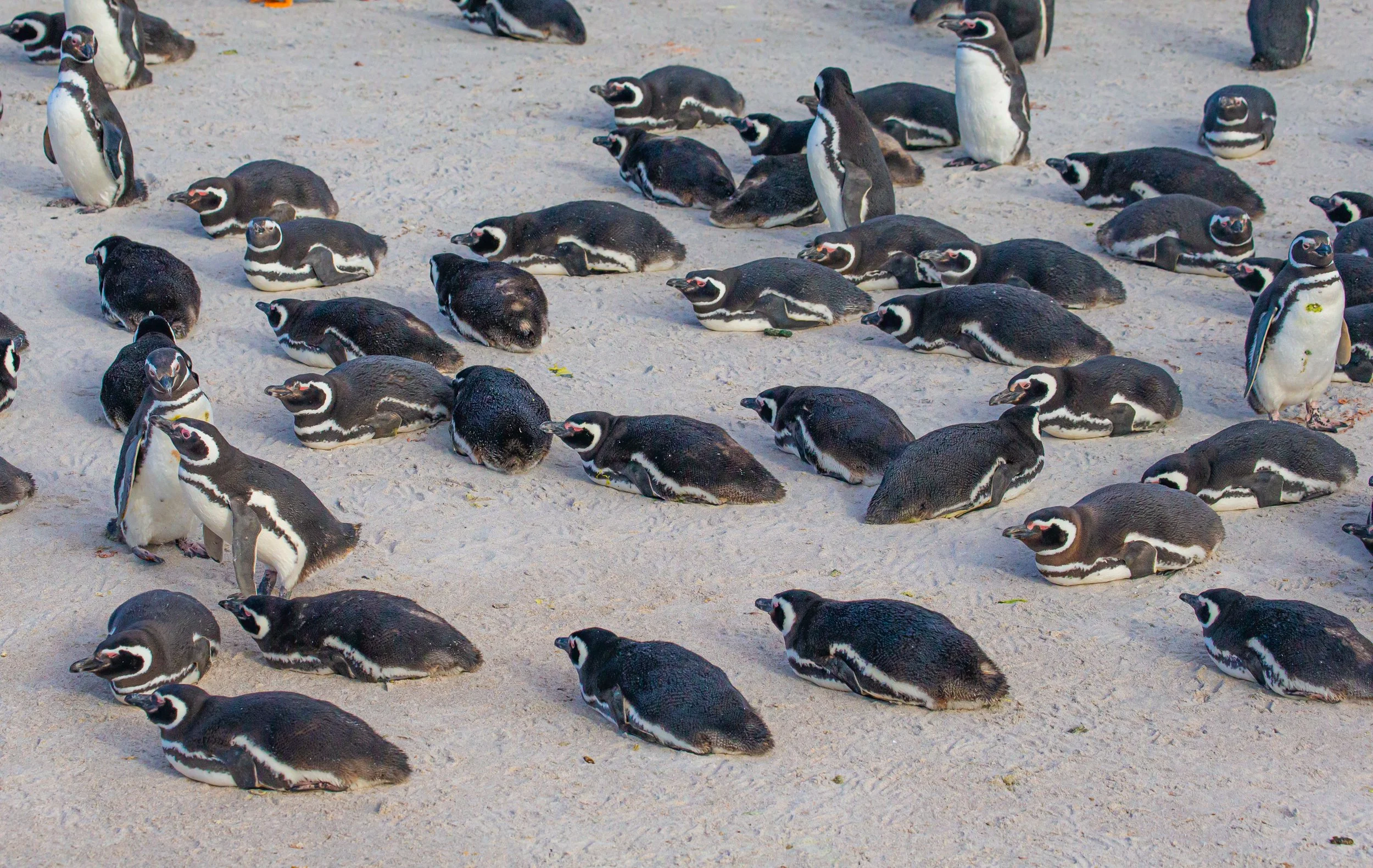 Falklands 8 (1850 of 2696).jpg