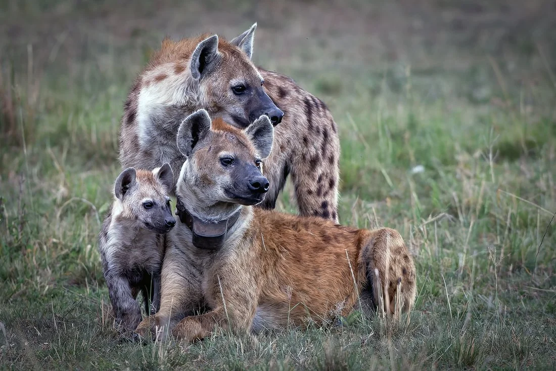 Lake Nukuru, Kenya  2011 13-2086-CR2-Edit.jpg