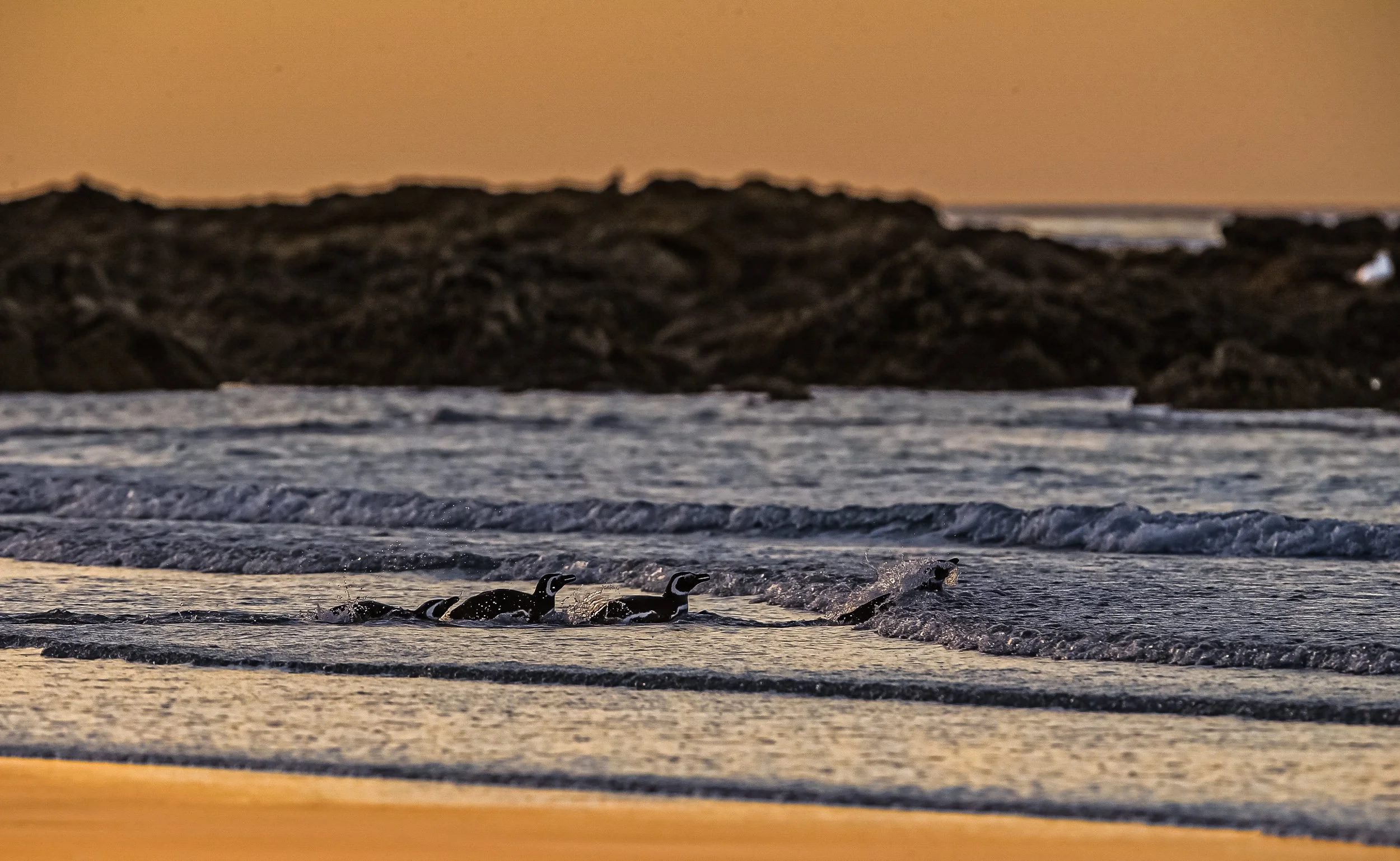 Falklands 10 (644 of 1273).jpg