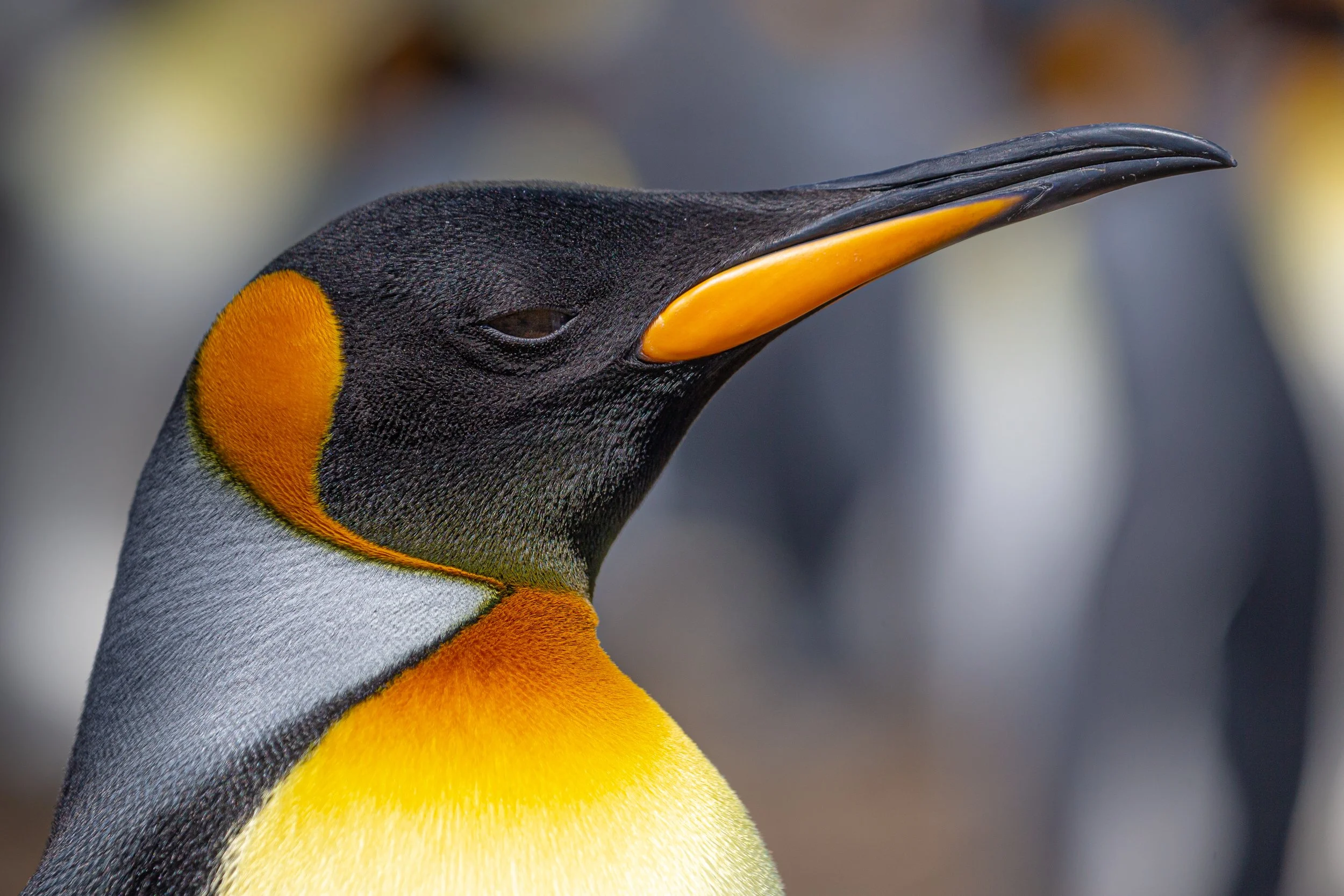 Falklands 10 (17 of 680).jpg