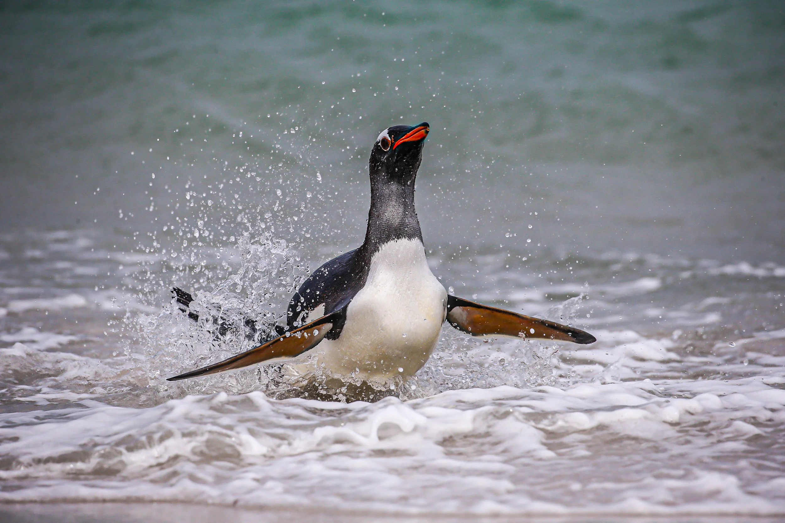 Falklands 3 (927 of 1118).jpg