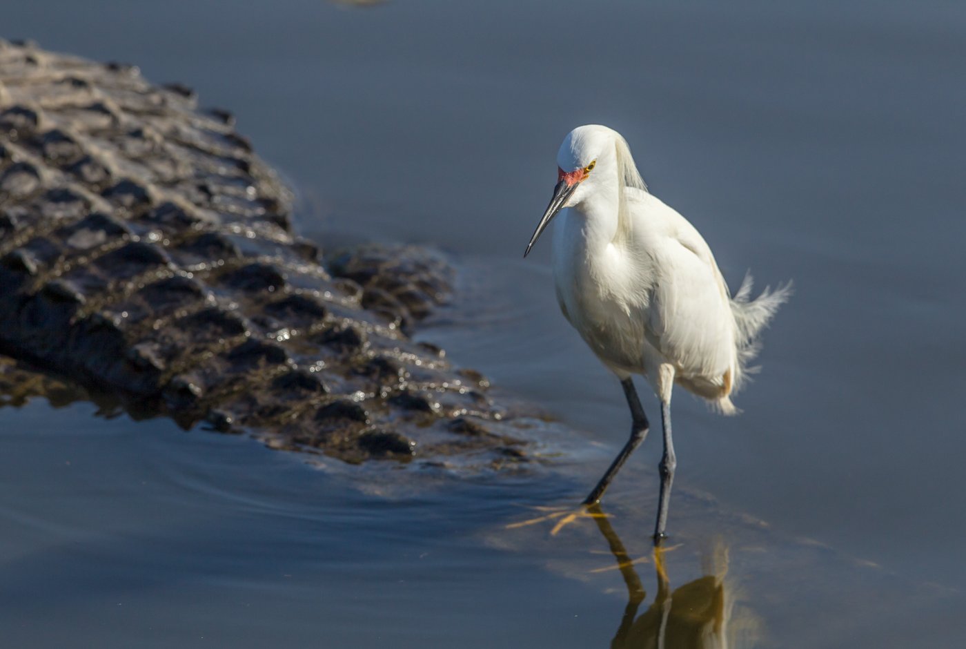 Florida Birds (1798 of 360).jpg