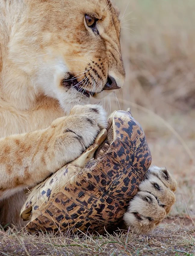 Lion and tortoise closeup-Edit-Edit-Edit-3.jpg