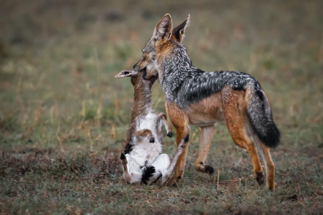 Massai Mara, Kenya  2011 18-105.jpg