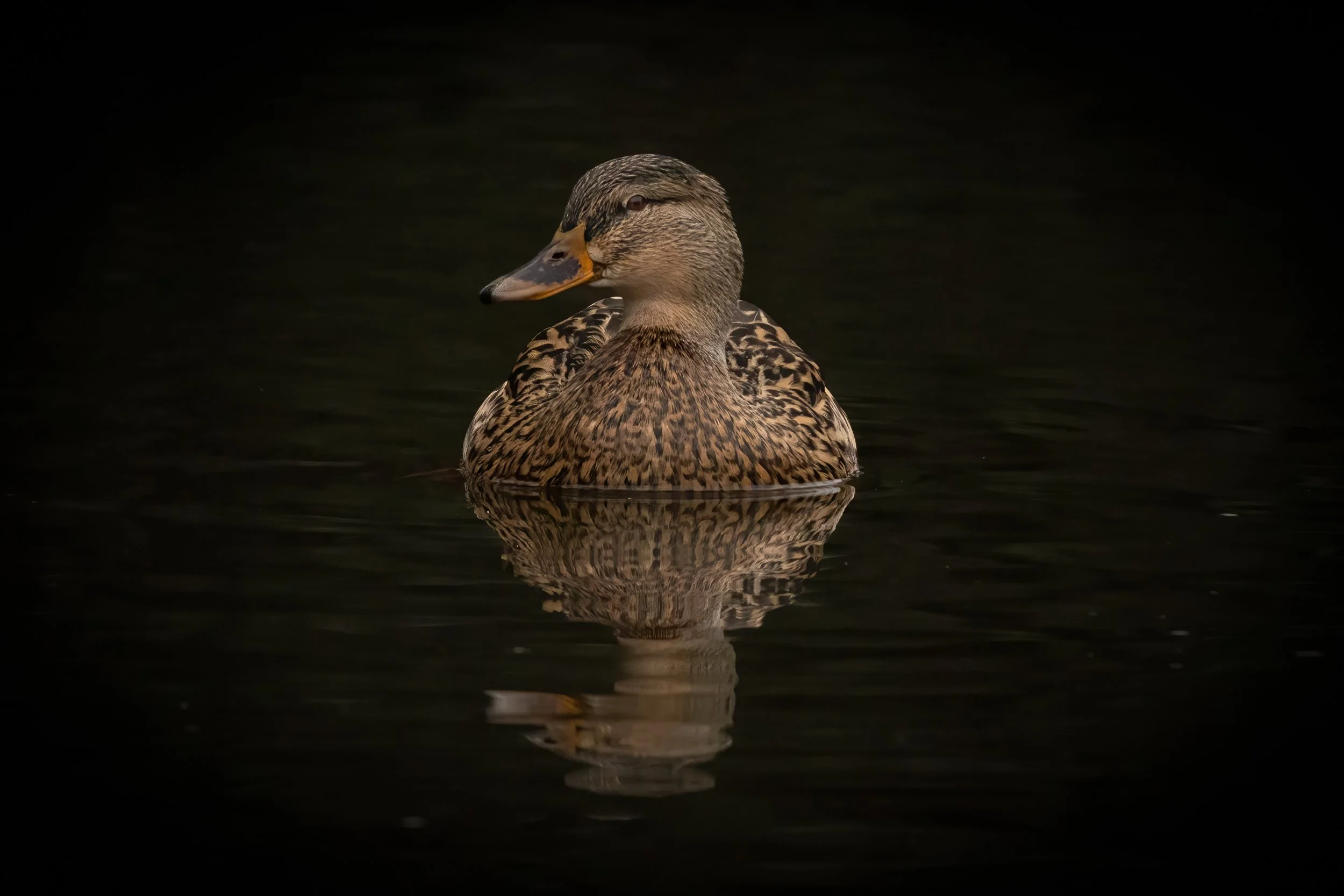 untitled (2 of 150)-Edit.jpg