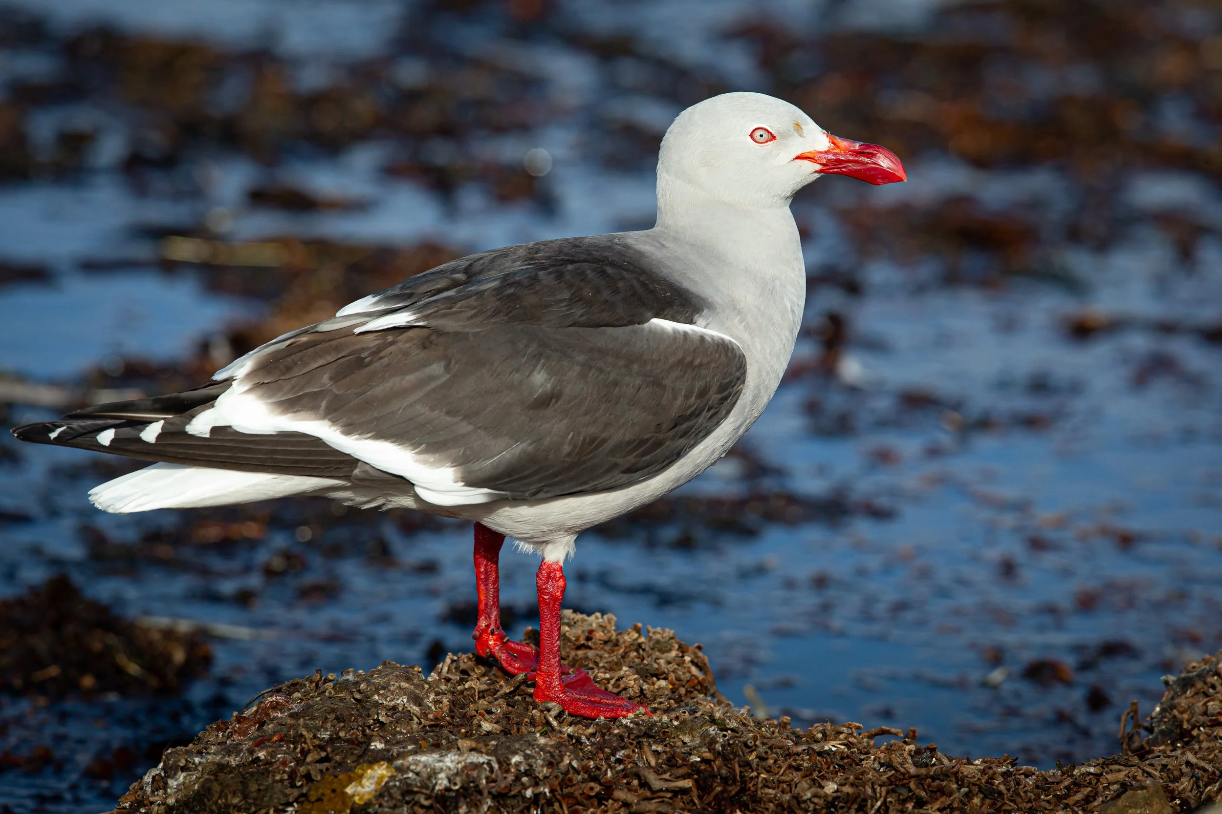 Falklands 10 (59 of 237).jpg