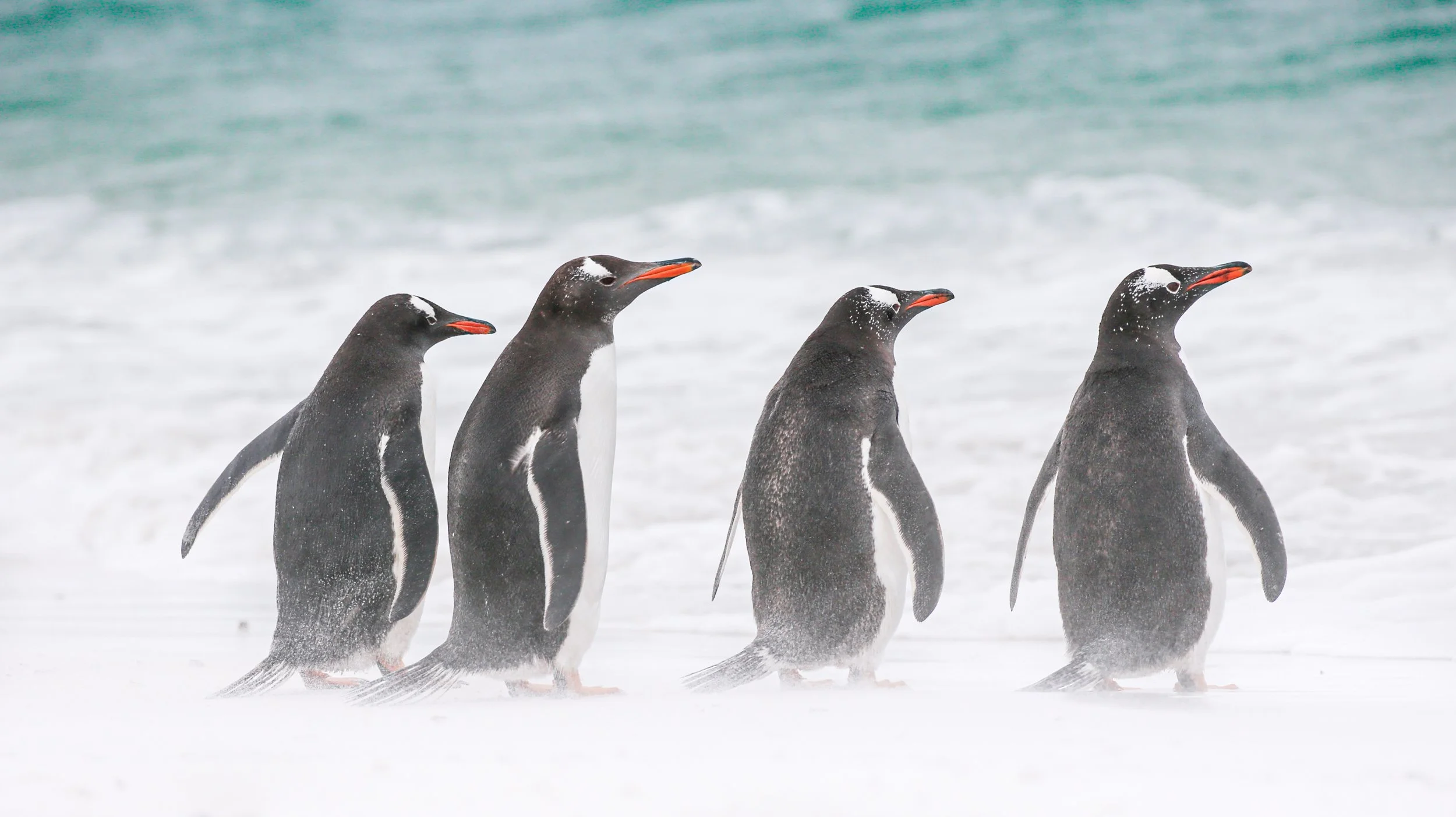 Falklands 3 (807 of 1118).jpg