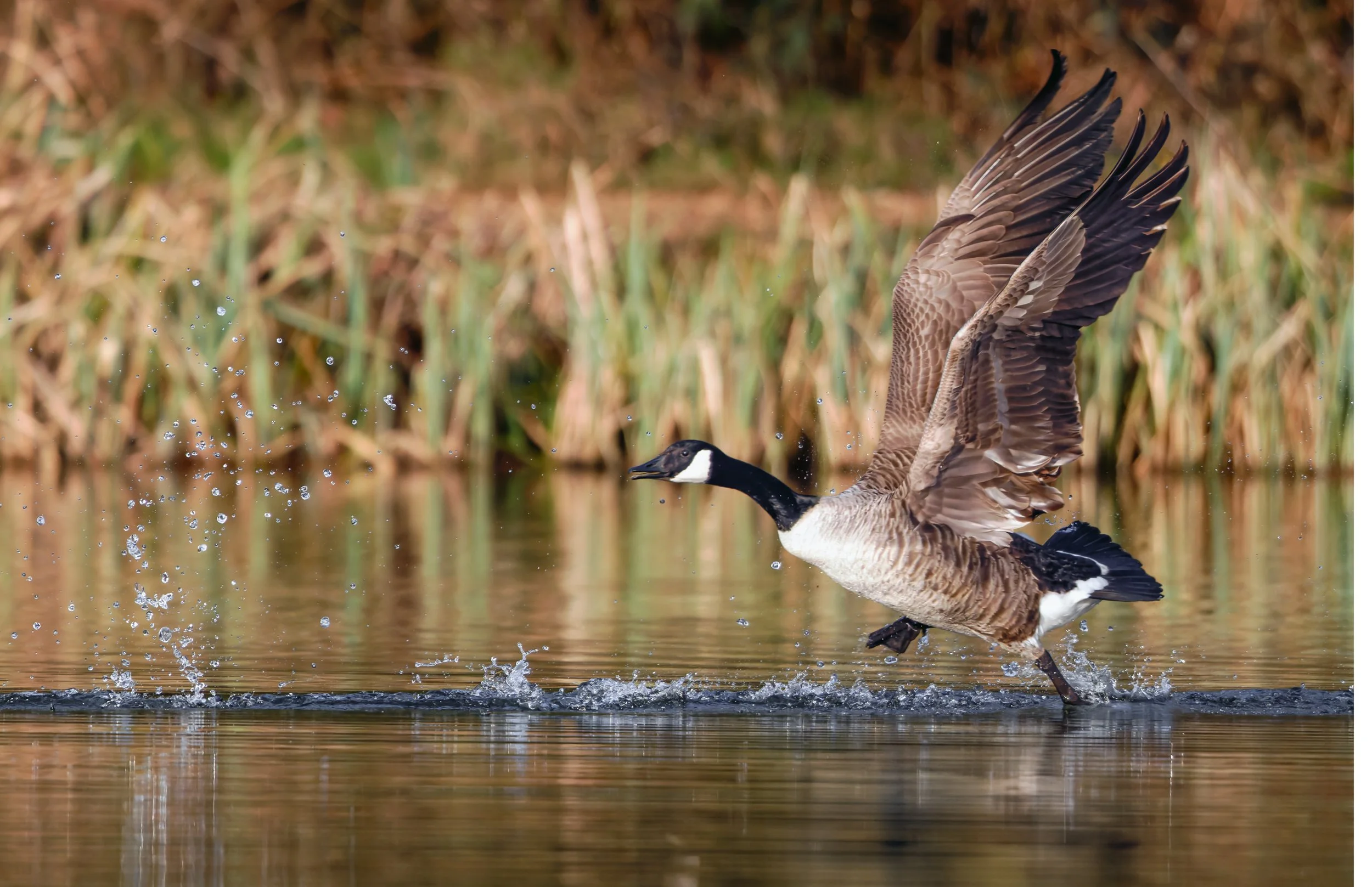 untitled (49 of 377)-CR3-Edit.jpg