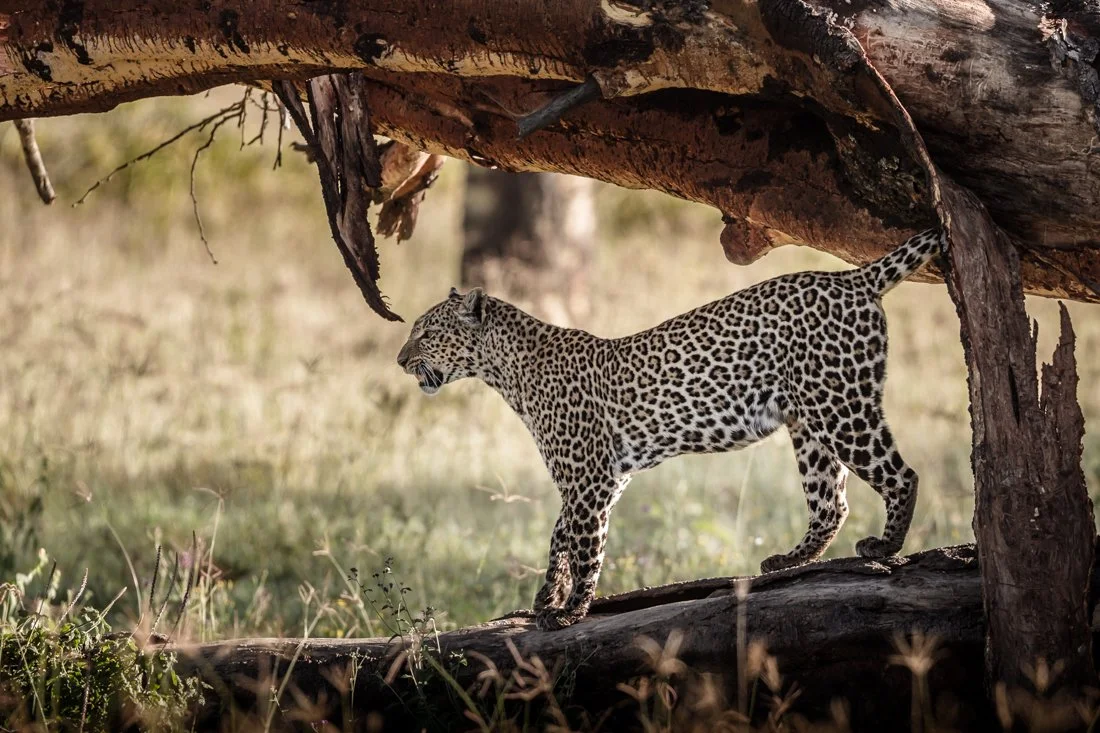 Lake Nukuru, Kenya  2011 13-688.jpg