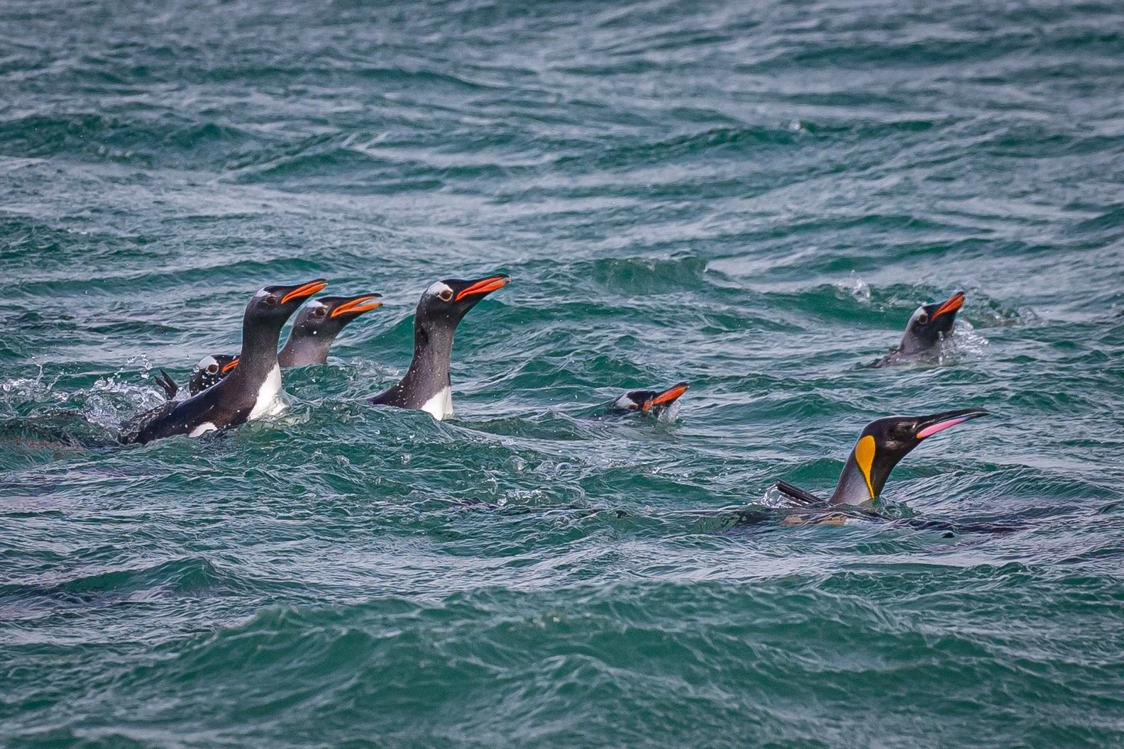 Falklands 3 (394 of 1118).jpg