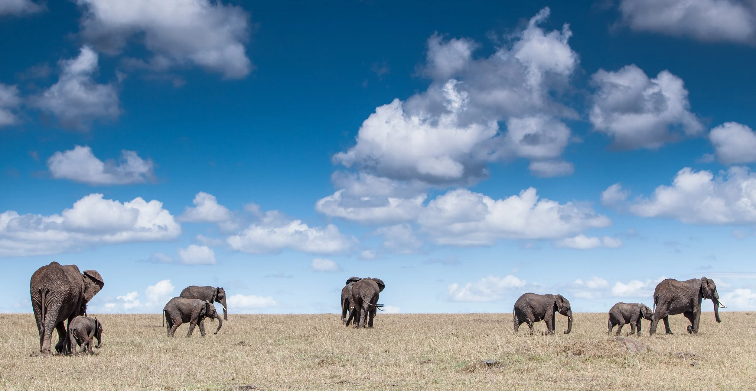 Massai Mara, Kenya  2011 14-1896.jpg