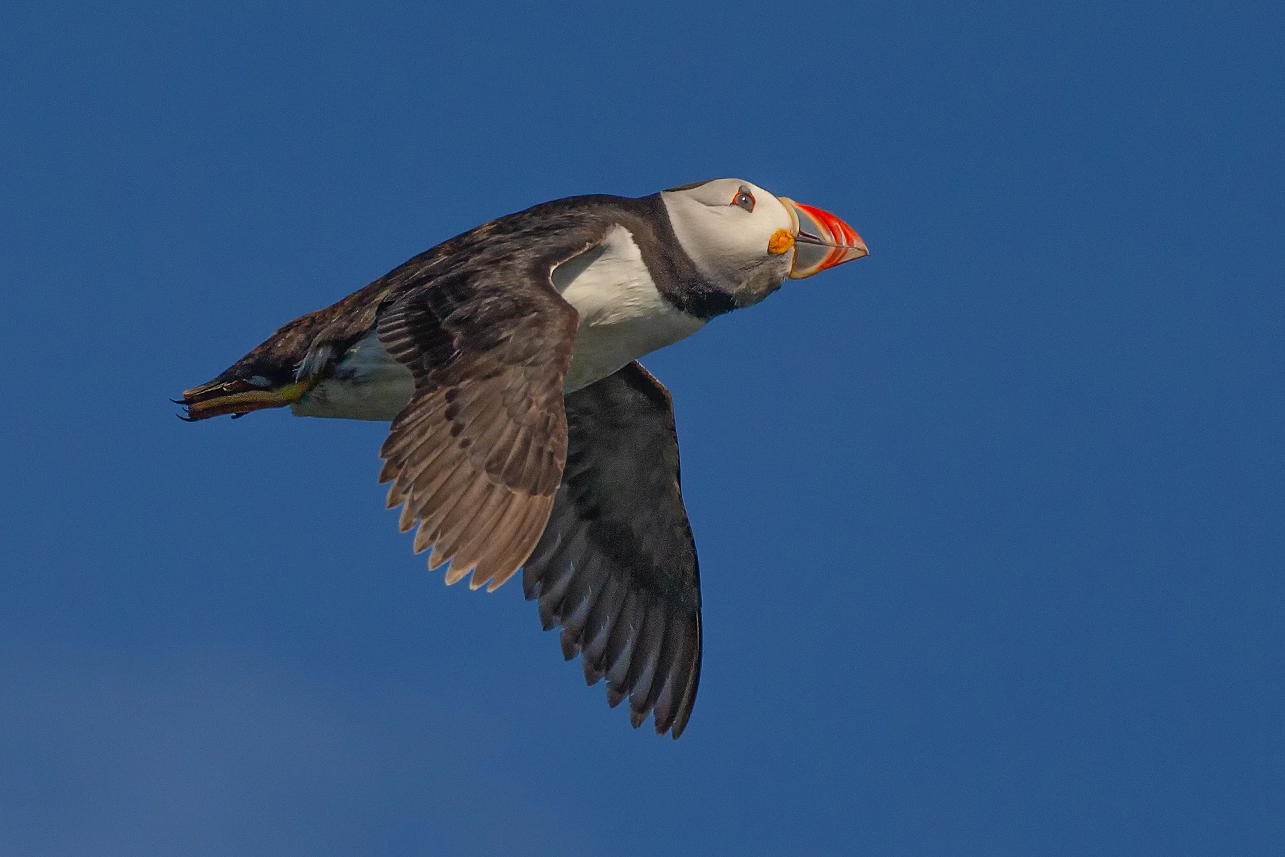 Skomer Island (288 of 338)-Edit-Edit.jpg