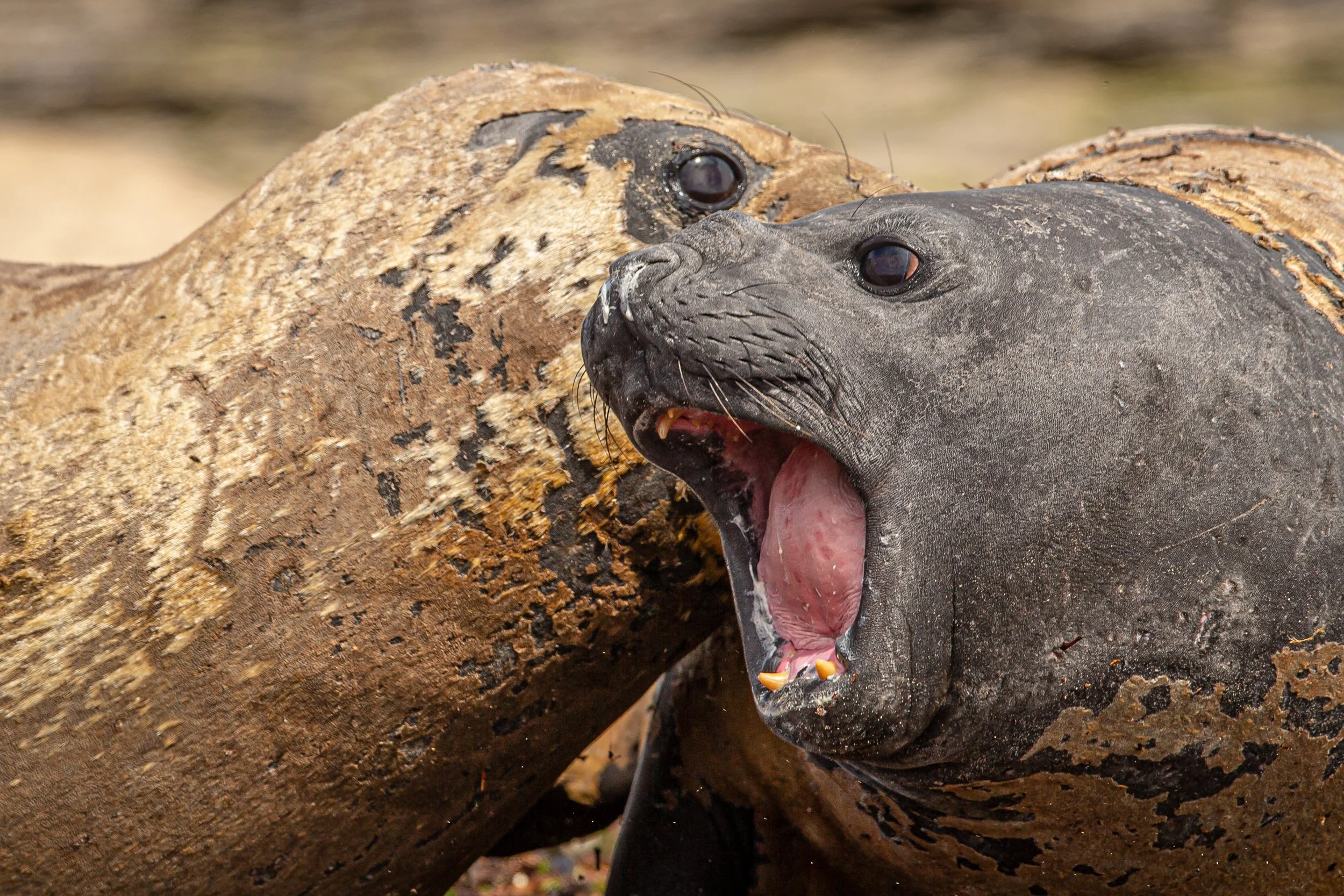 untitled (155 of 348).jpg