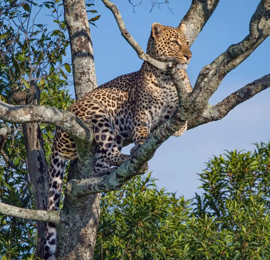 Massai Mara, Kenya  2011 14-2826-Edit-Edit-Edit.jpg