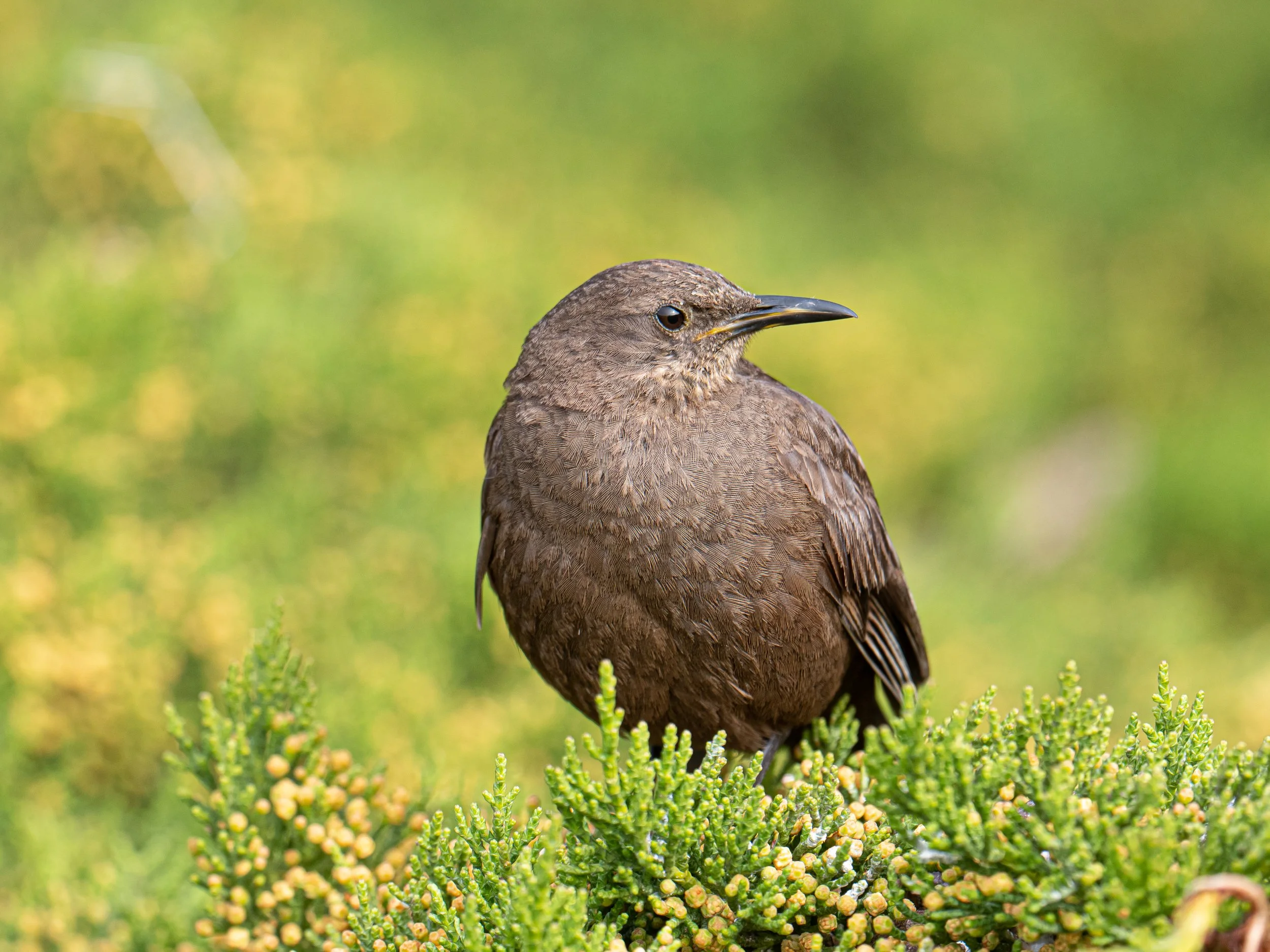 Falklands 2 (1397 of 1584).jpg