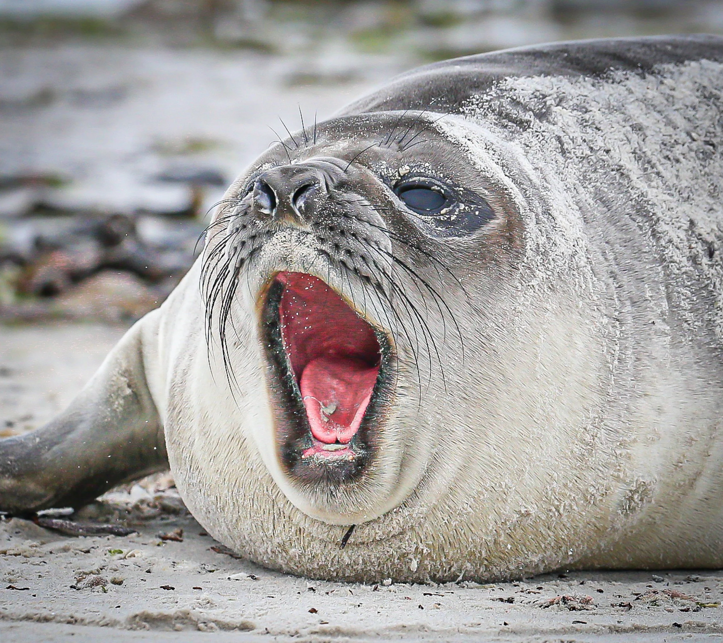 Falklands 3 (74 of 1118).jpg