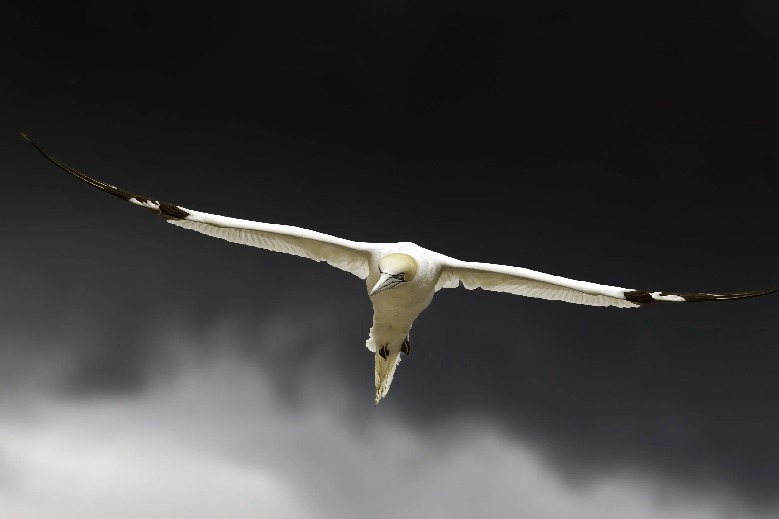 Bass Rock June 2011  62-DxO_DeepPRIME XD2s-Edit.jpg