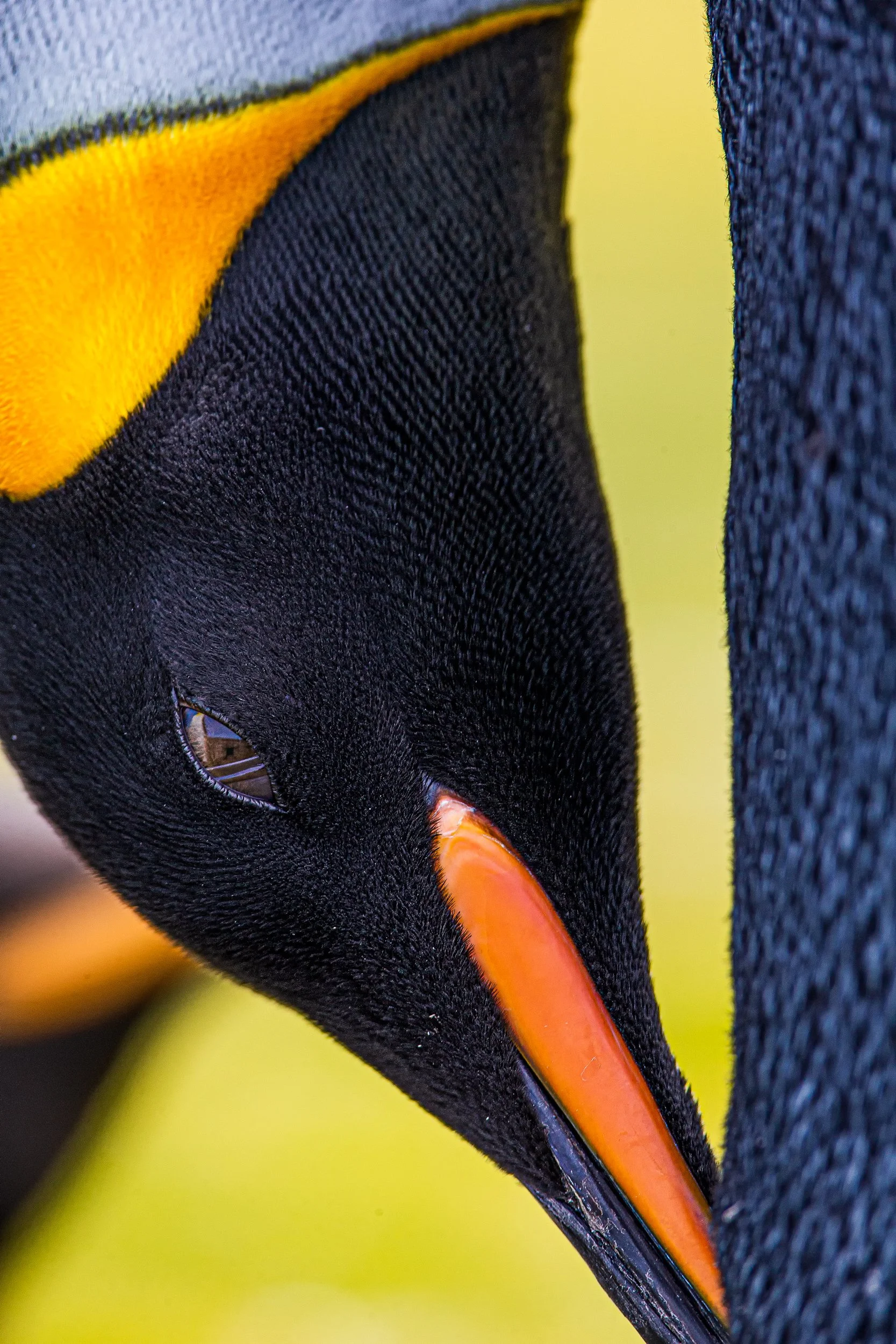 Falklands 10 (174 of 237)-Edit-Edit.jpg