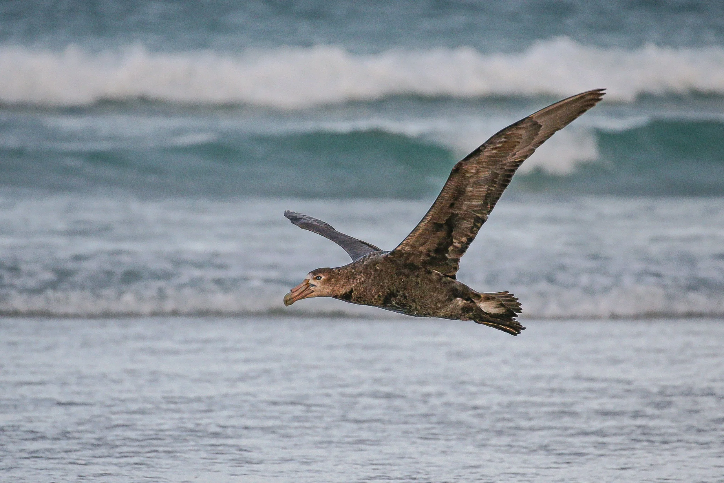 Falklands 10 (315 of 1273).jpg