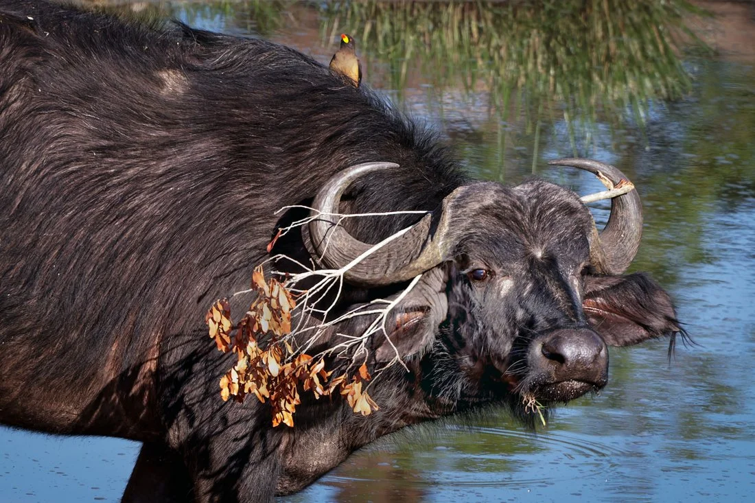 Massai Mara, Kenya  2011 14-6504-DxO_DeepPRIME XD2s-Edit.jpg
