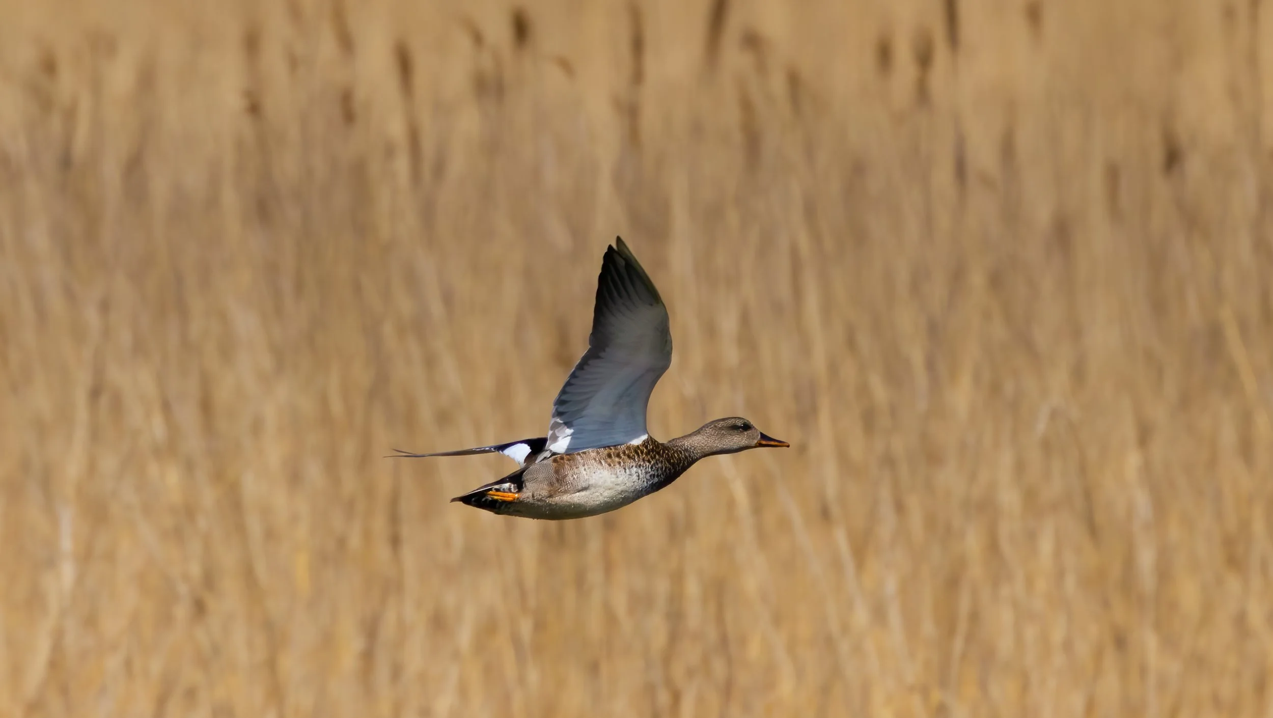 untitled (105 of 243)-Edit-2-Edit-Edit.jpg