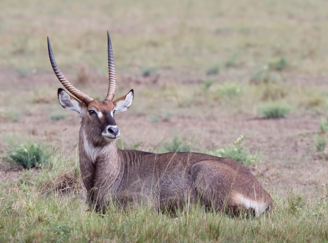 Massai Mara, Kenya  2011 14-1264.jpg