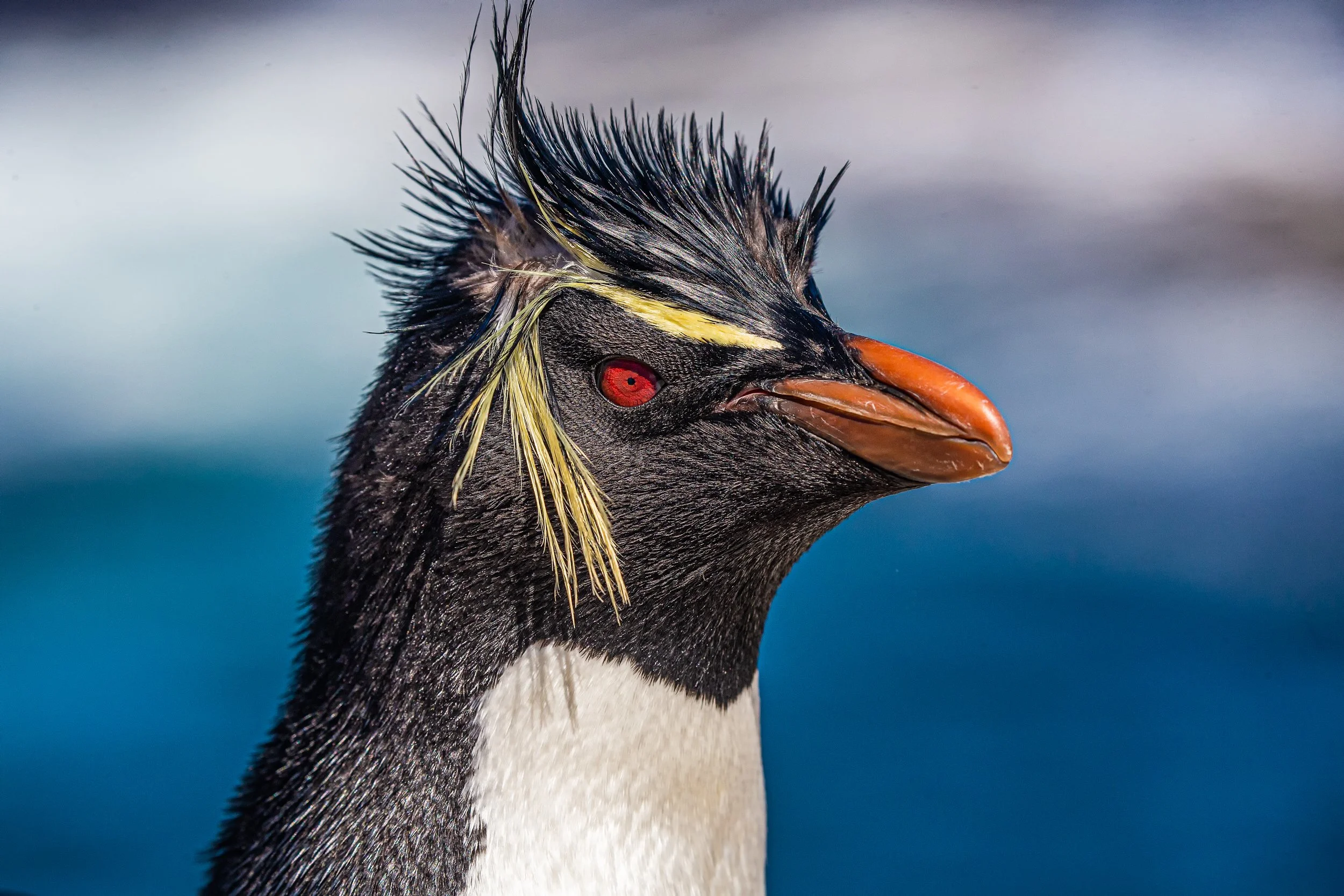 Falklands 9 (304 of 764)-Edit-2-Edit.jpg