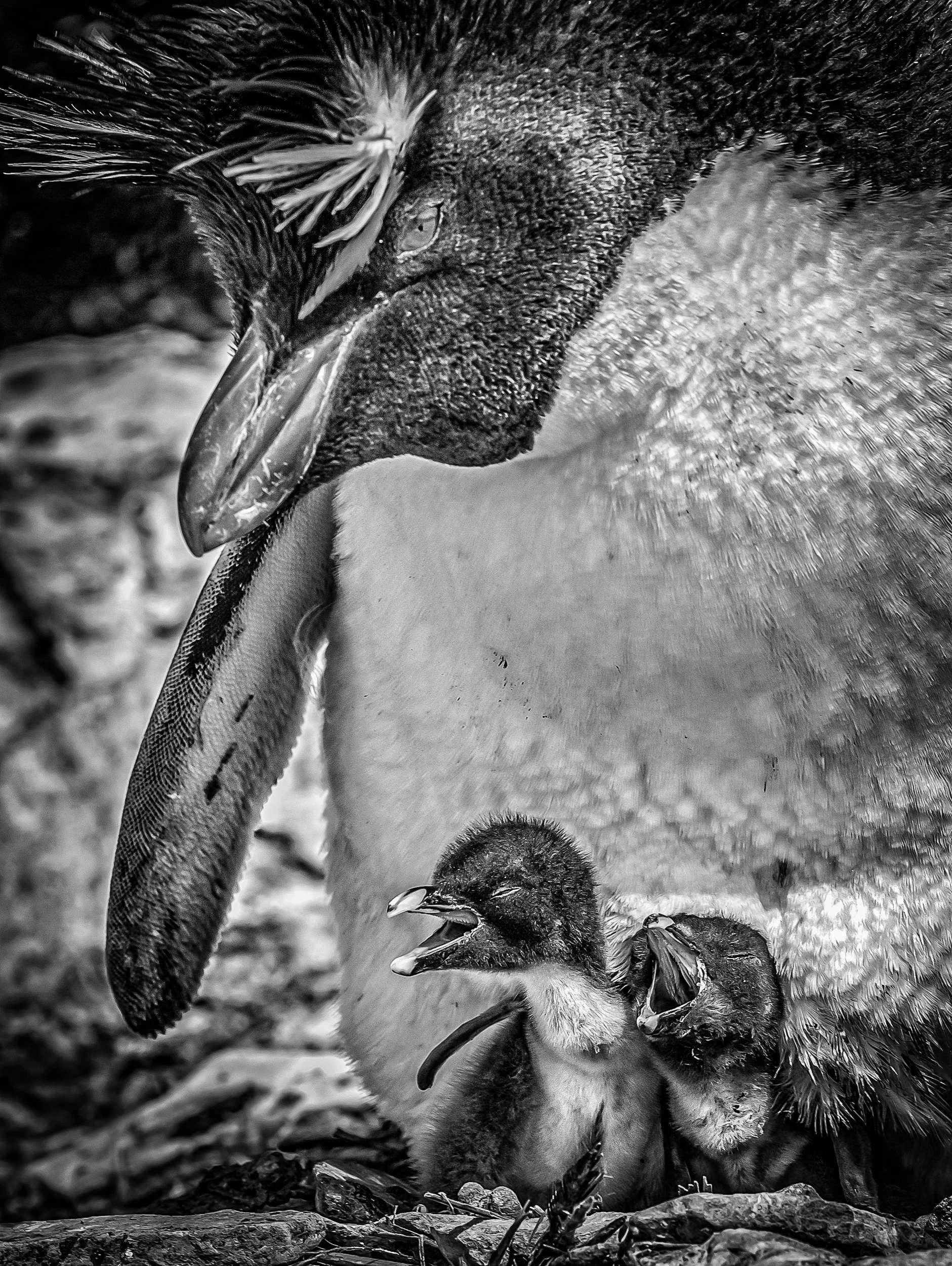 Falklands 6 (601 of 664)-Edit-Edit-Edit-2.jpg