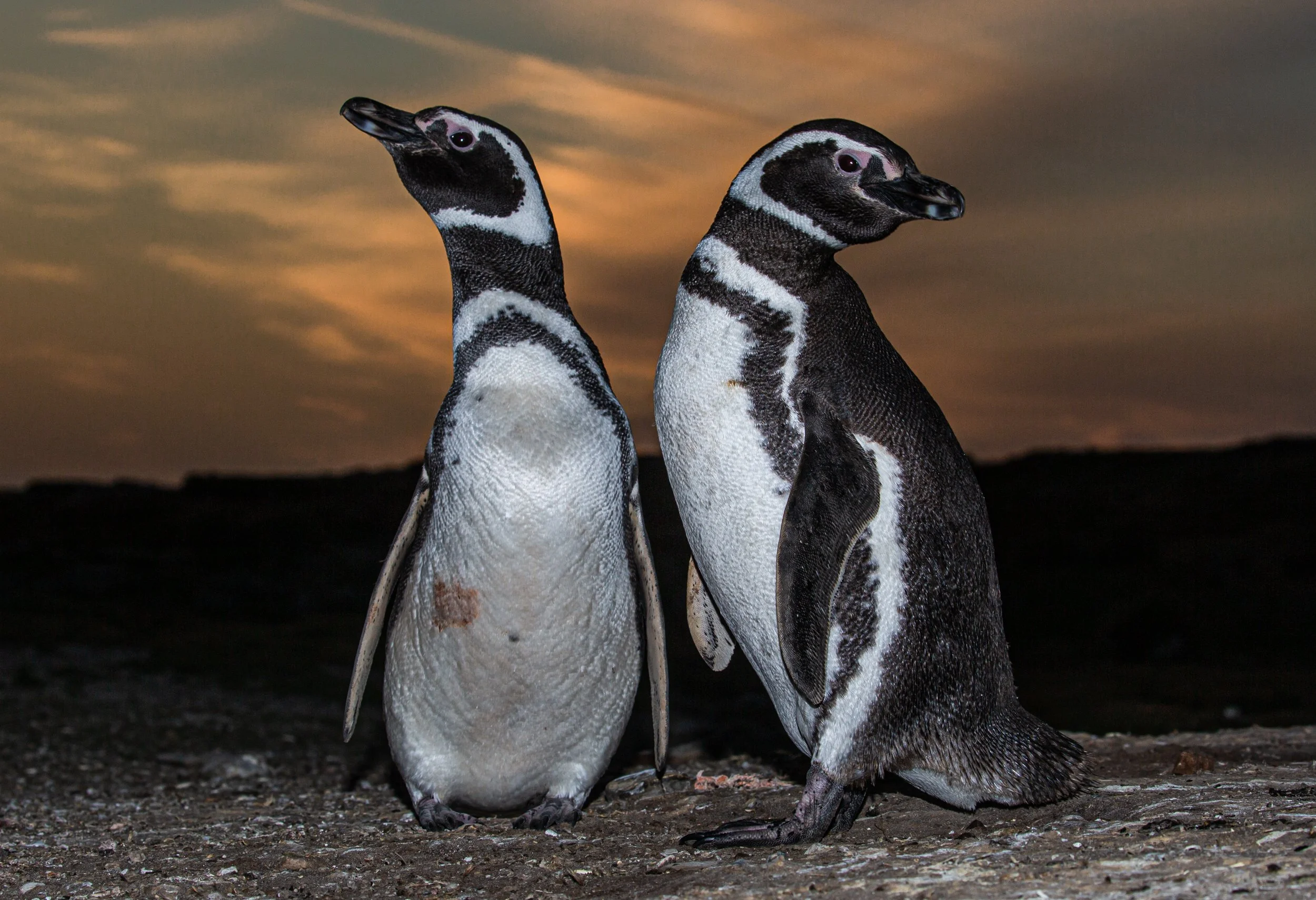 Falklands 7 (48 of 150).jpg