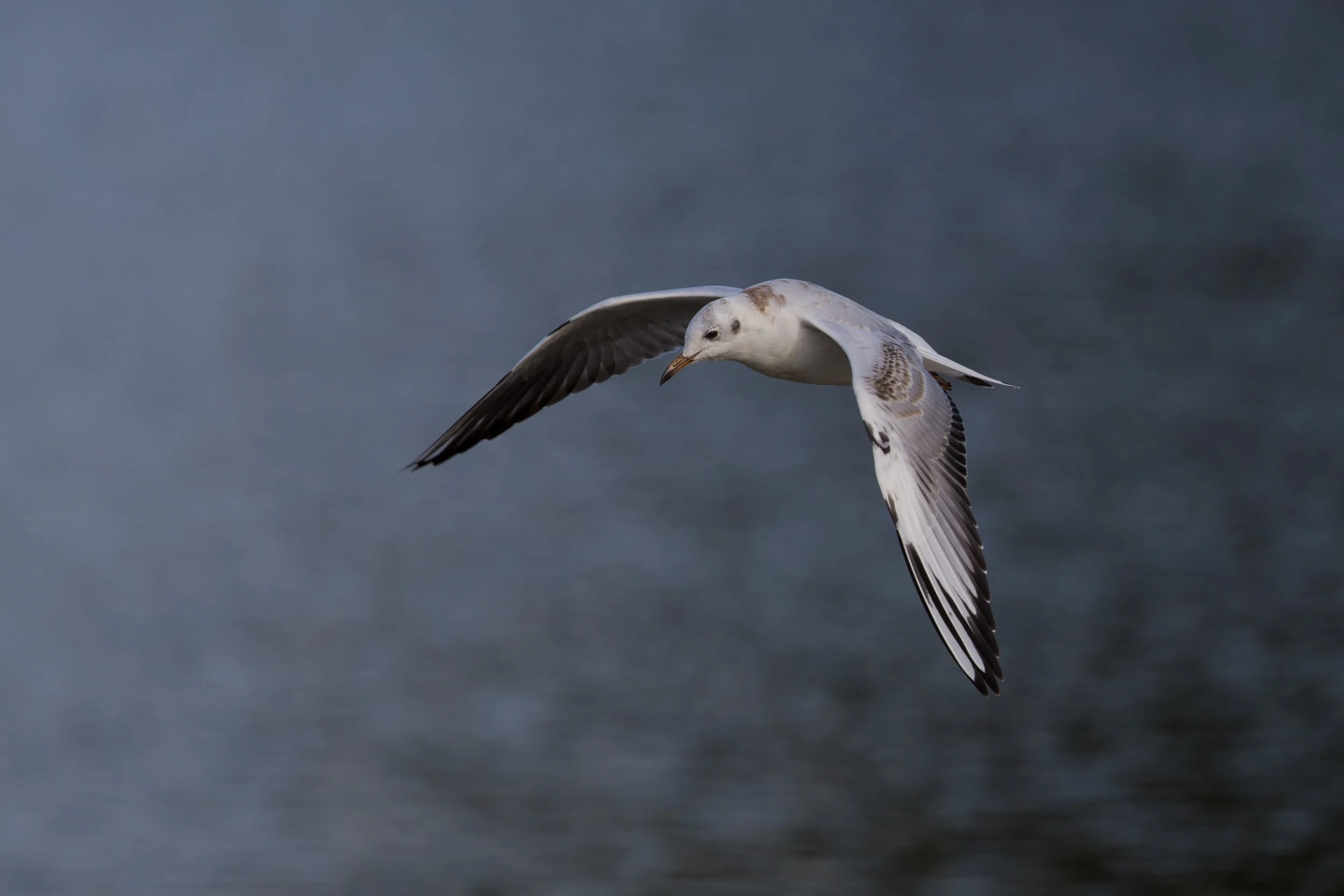 Family and Birds 2013 (321 of 337).jpg