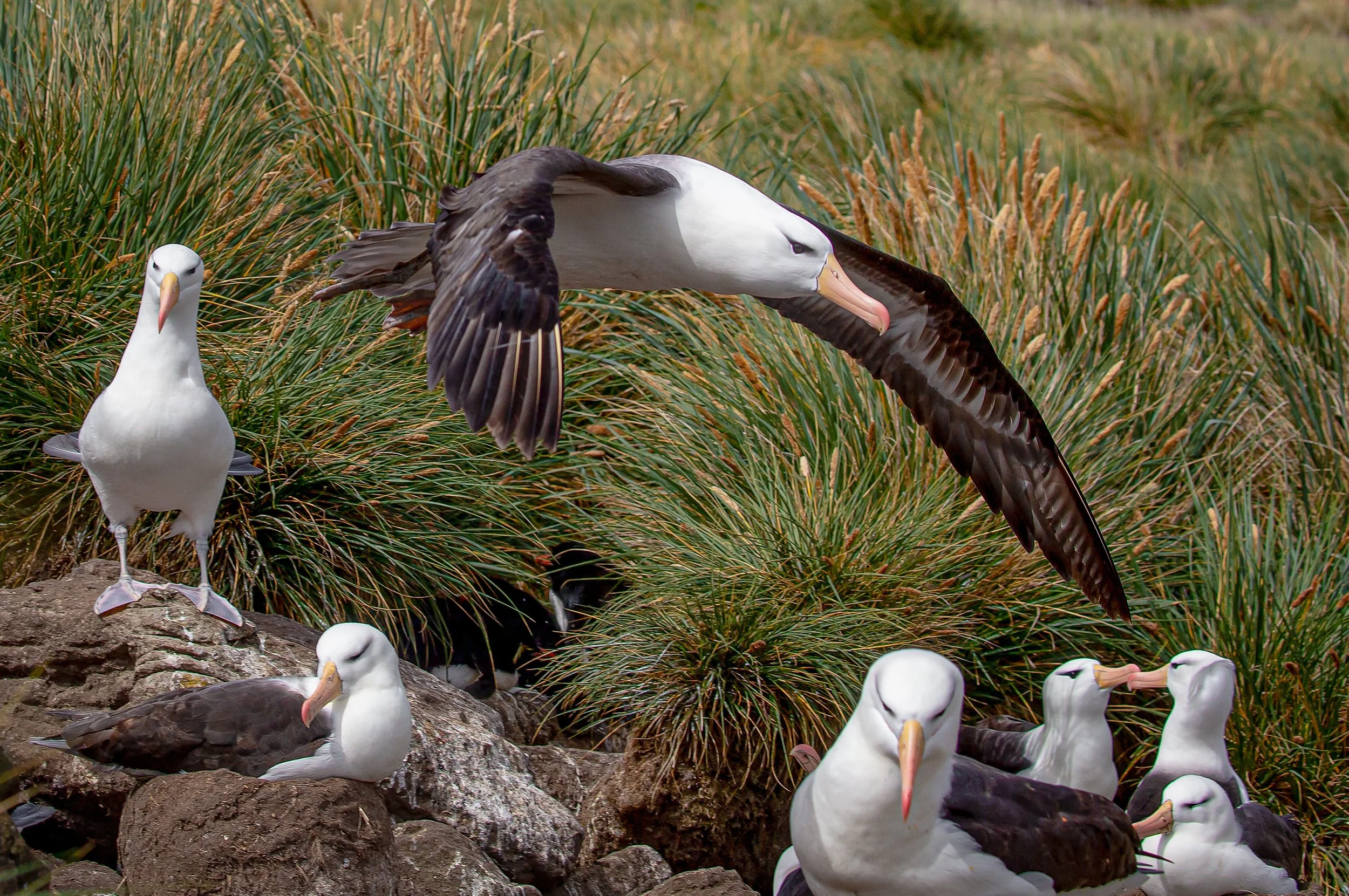 Falklands 4 (138 of 411)-Edit-Edit-Edit.jpg