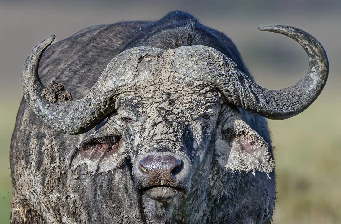 Massai Mara, Kenya  2011 18-197-DxO_DeepPRIME XD2s-Edit.jpg