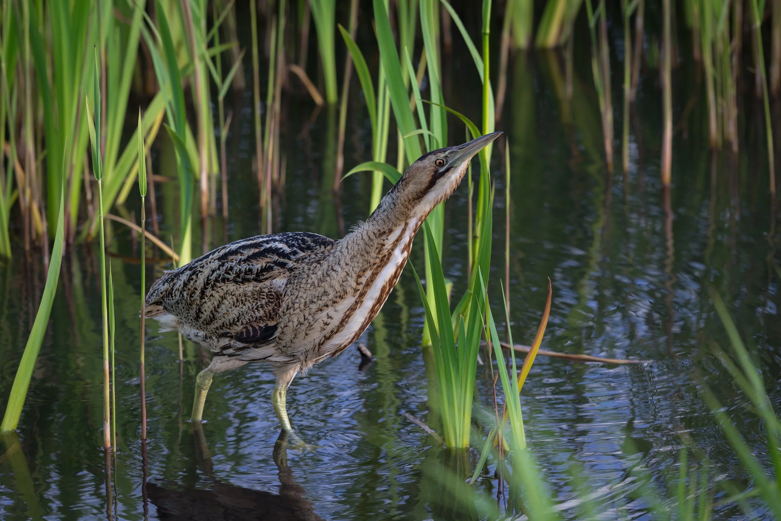 Norfolk28May 09, 2014-332.jpg
