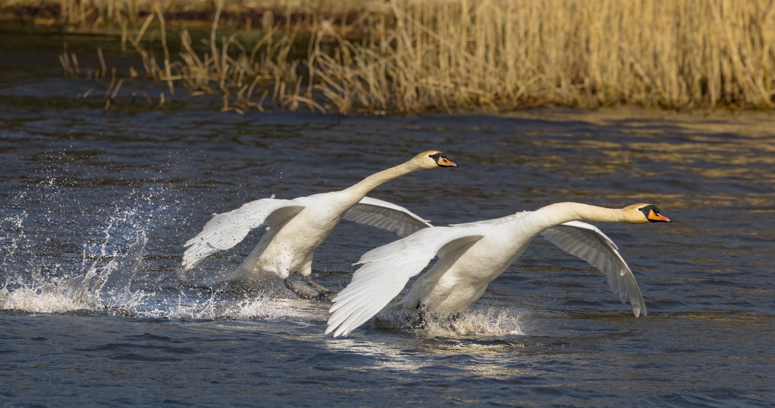 untitled (728 of 791)-Edit2-Edit-Edit.jpg