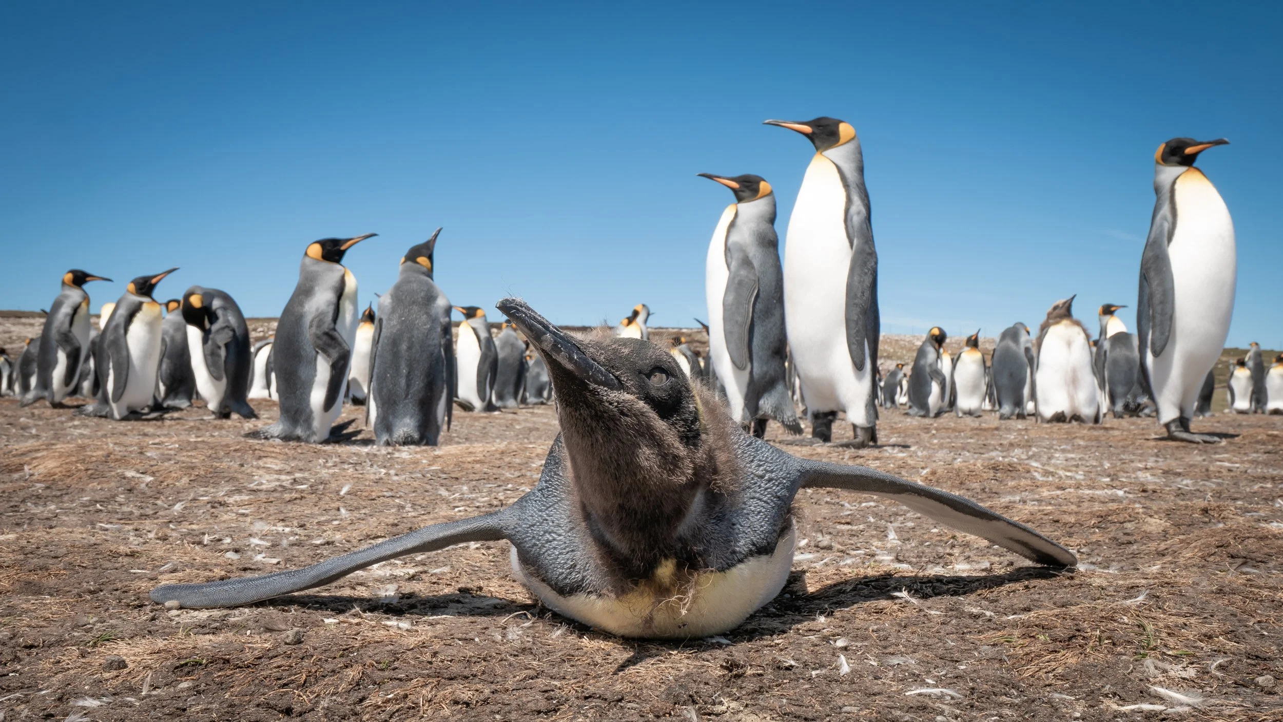 Falklands 10 (1122 of 1273).jpg
