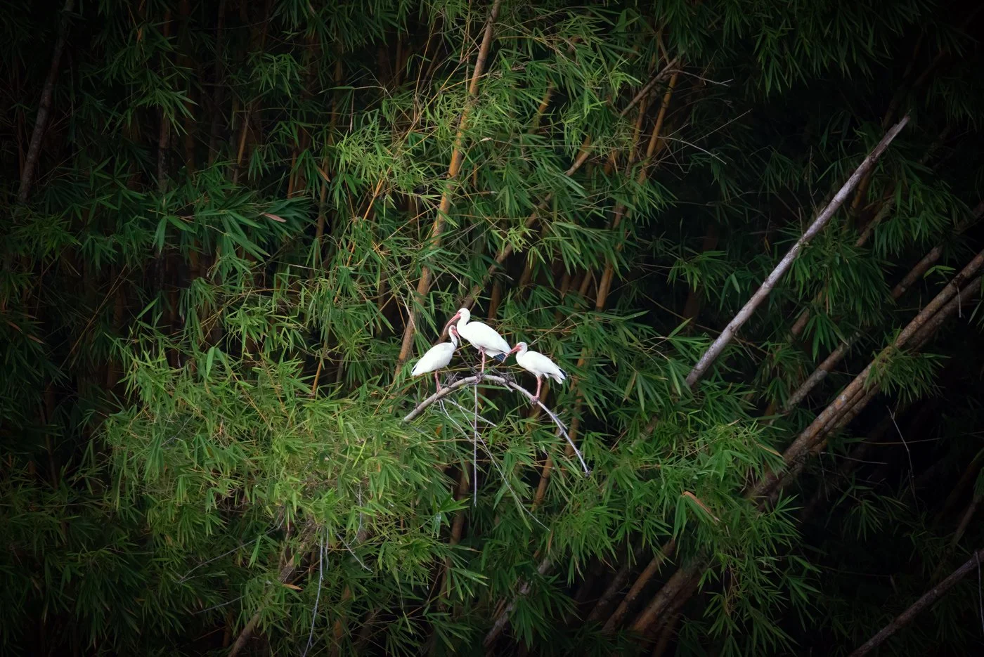 Costa Rica (2054 of 3839)-Edit-Edit.jpg