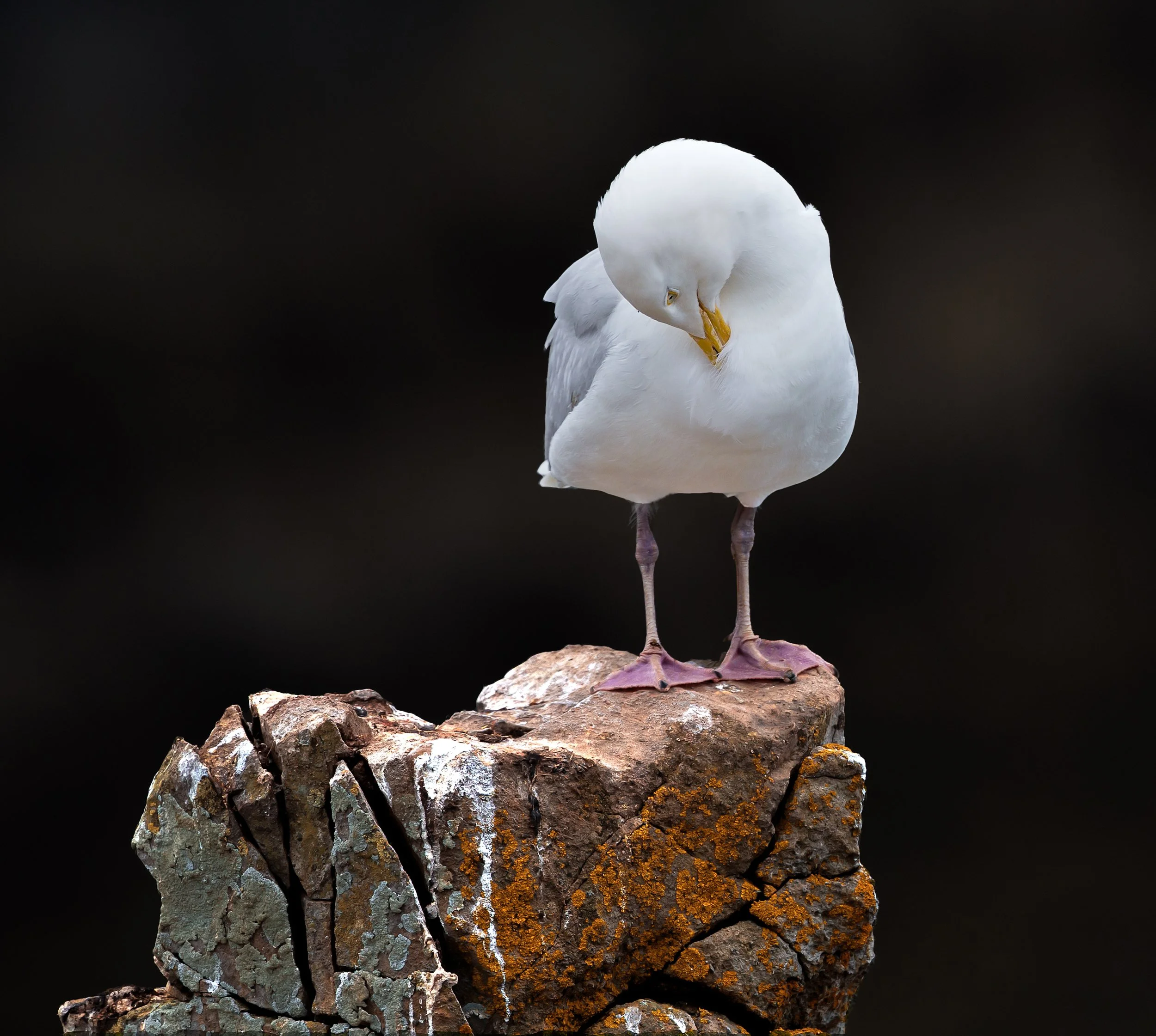 Herring Gull 2.jpg