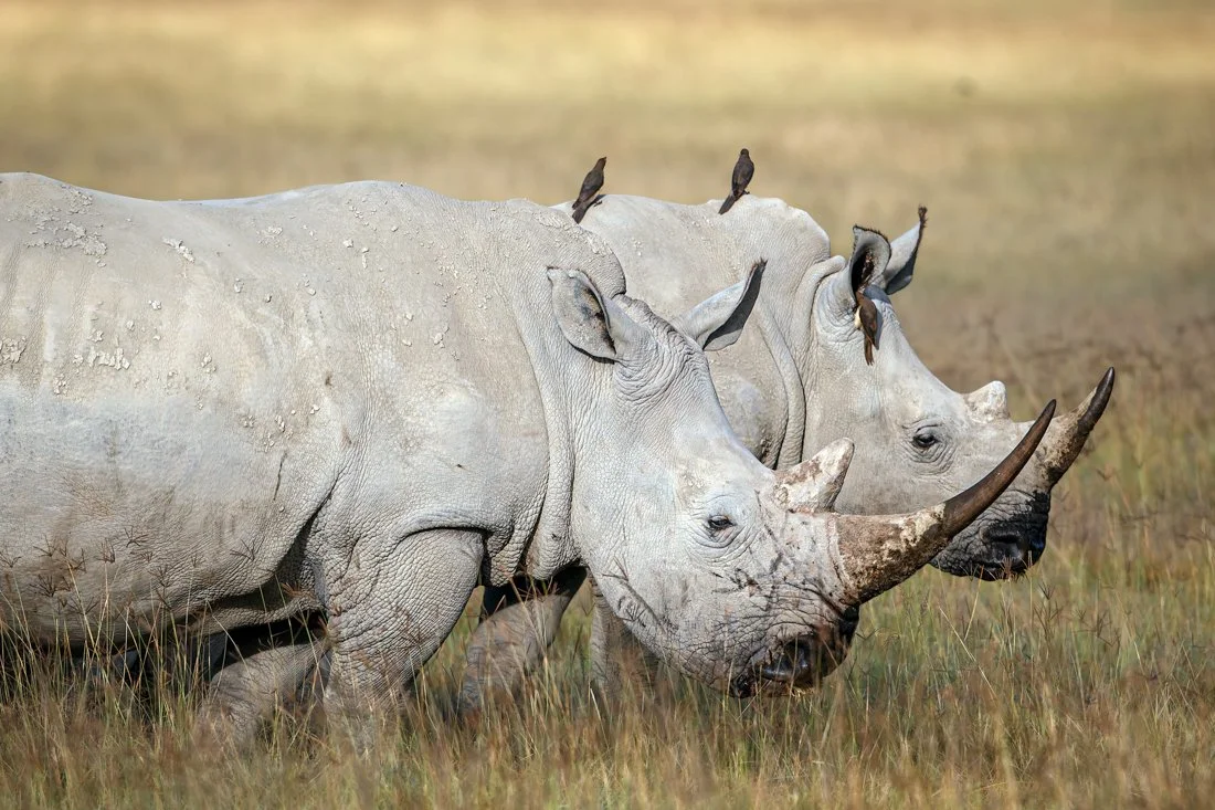 Lake Nukuru, Kenya  2011 13-2272-DxO_DeepPRIME XD2s-Edit.jpg