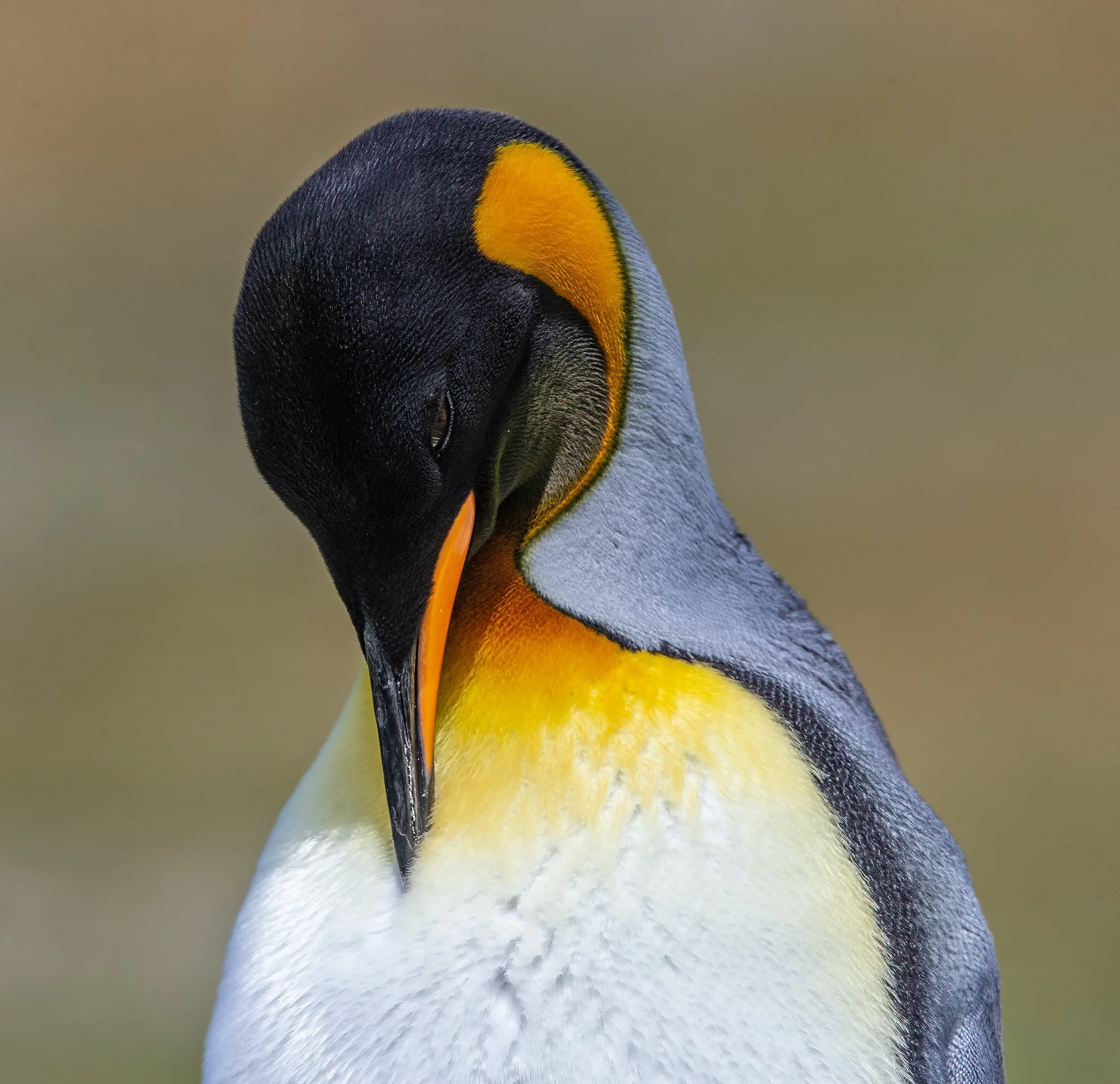 Falklands 10 (86 of 1273)-Edit-2-Edit.jpg