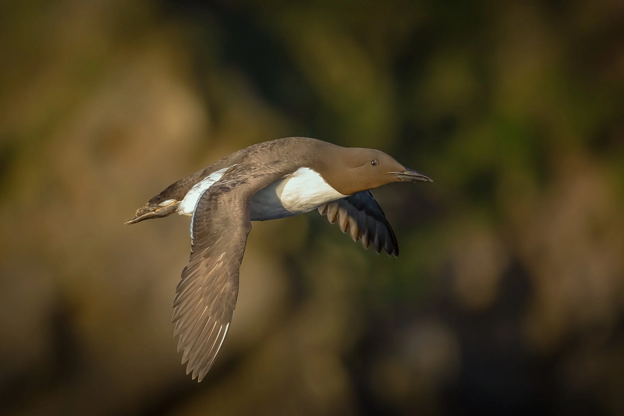 Skomer Island (900 of 1090)-Edit.jpg