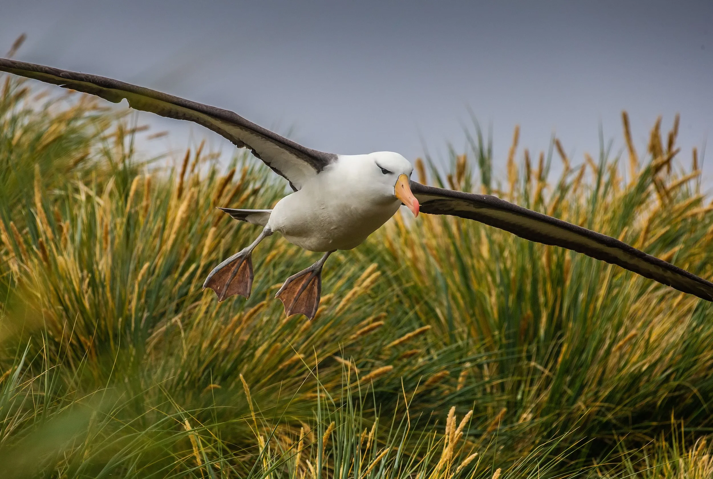 Falklands 4 (356 of 411)-Edit-Edit.jpg