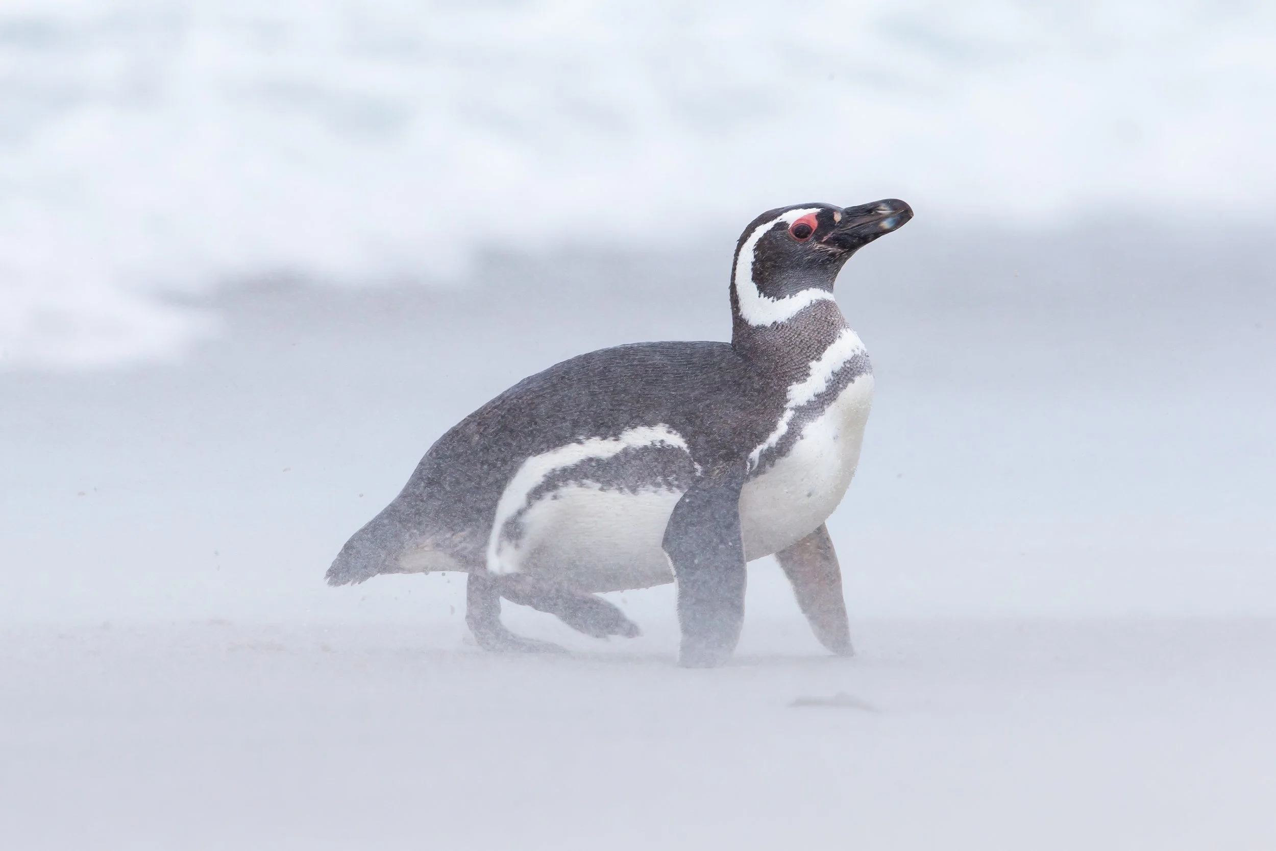 Falklands 6 (331 of 664).jpg