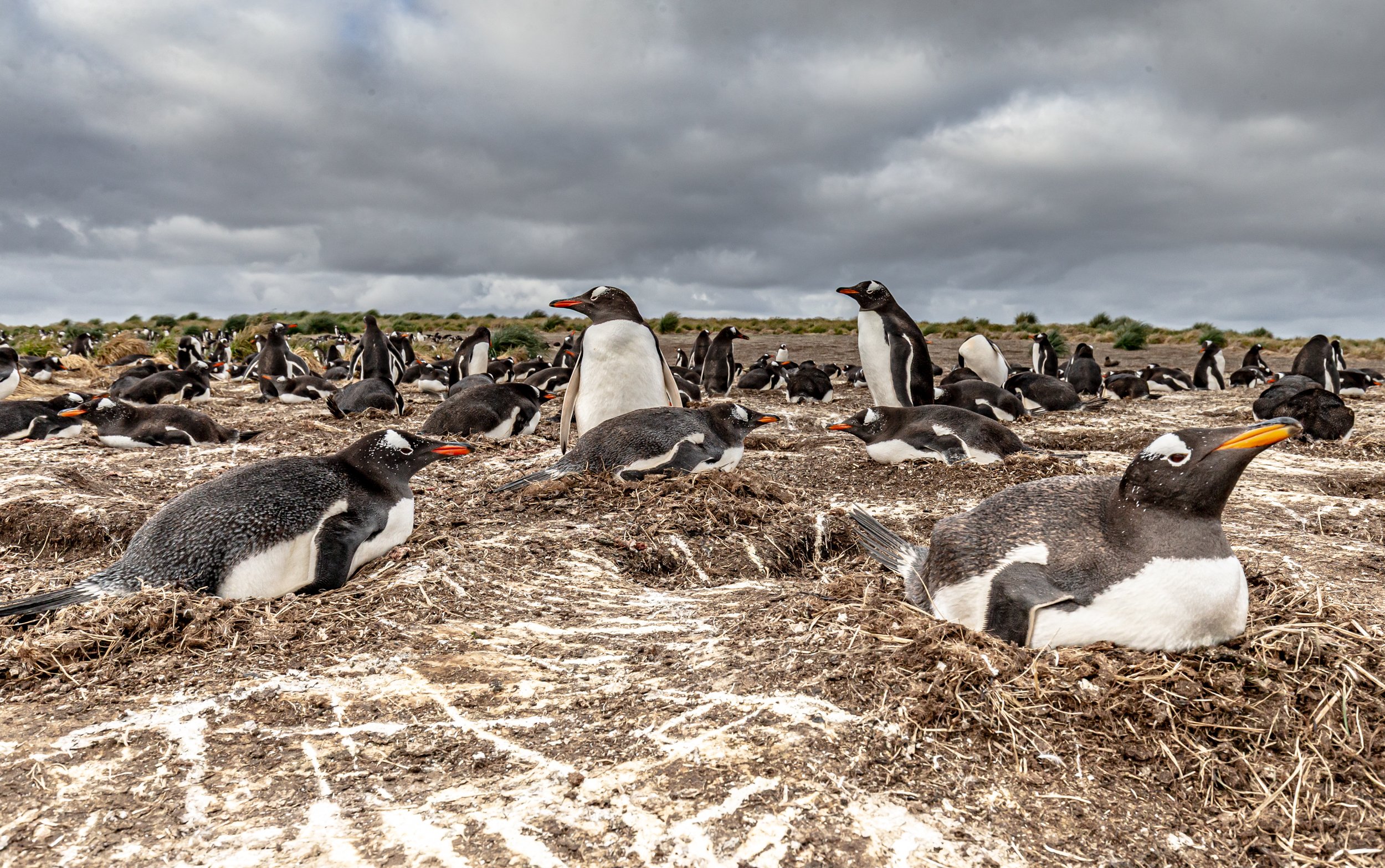 Falklands 5 (43 of 192).jpg