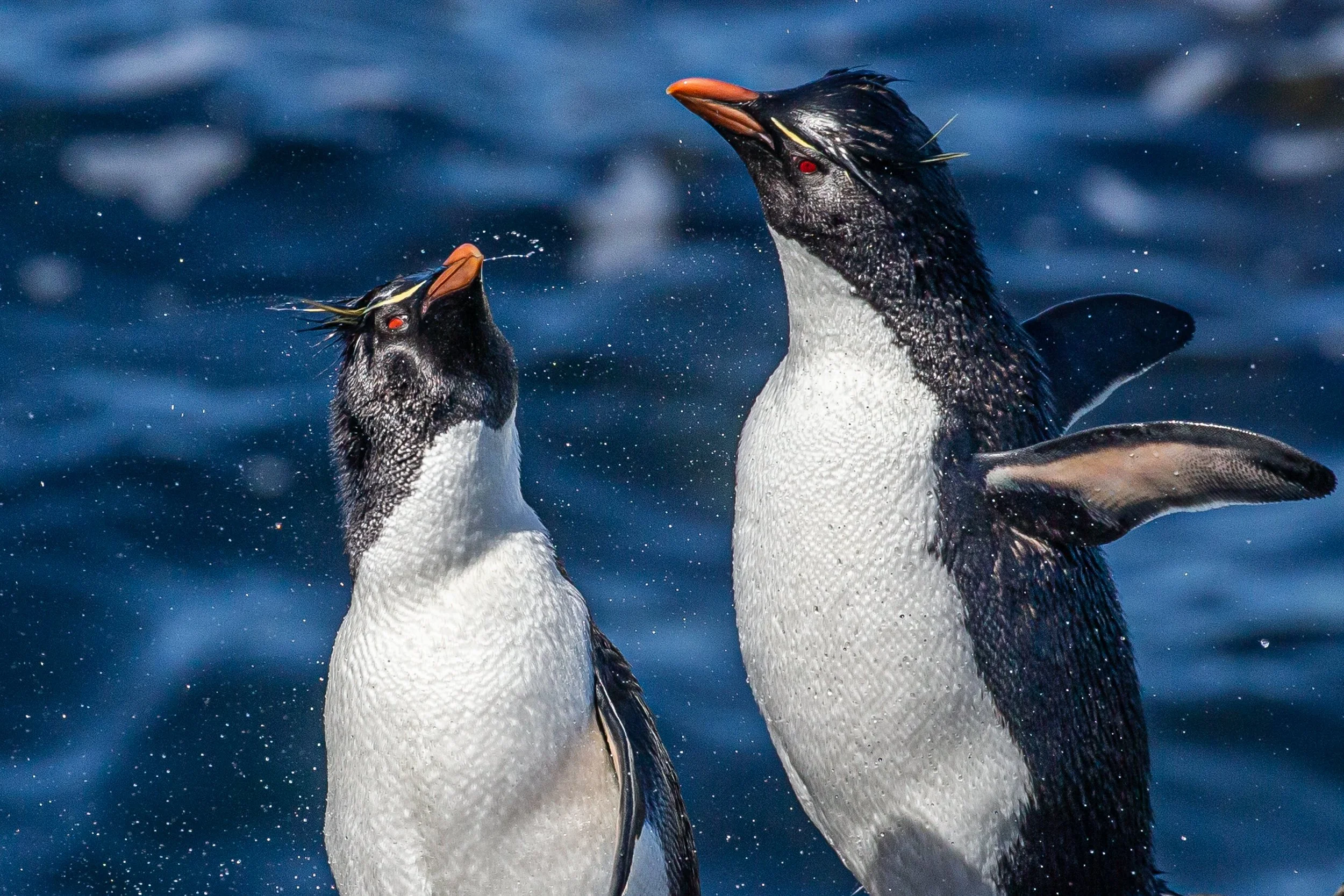 Falklands 8 (1439 of 2696).jpg