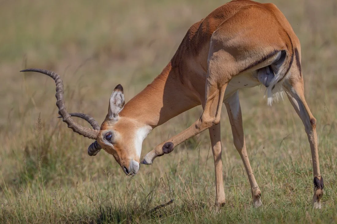 Massai Mara, Kenya  2011 14-3911.jpg