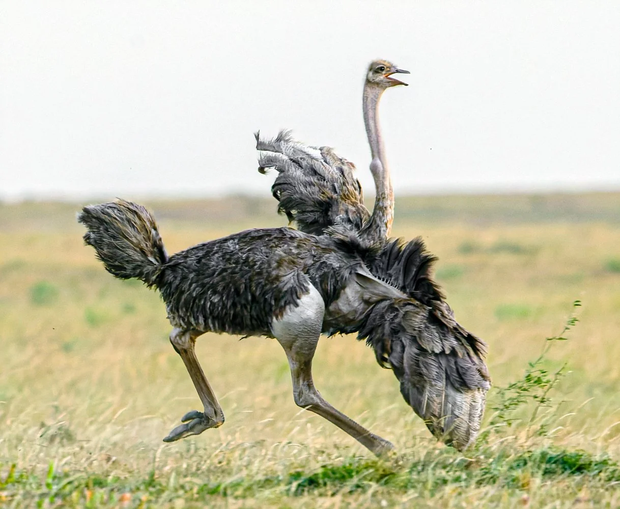 Massai Mara, Kenya  2011 14-6959-CR2-Edit.jpg