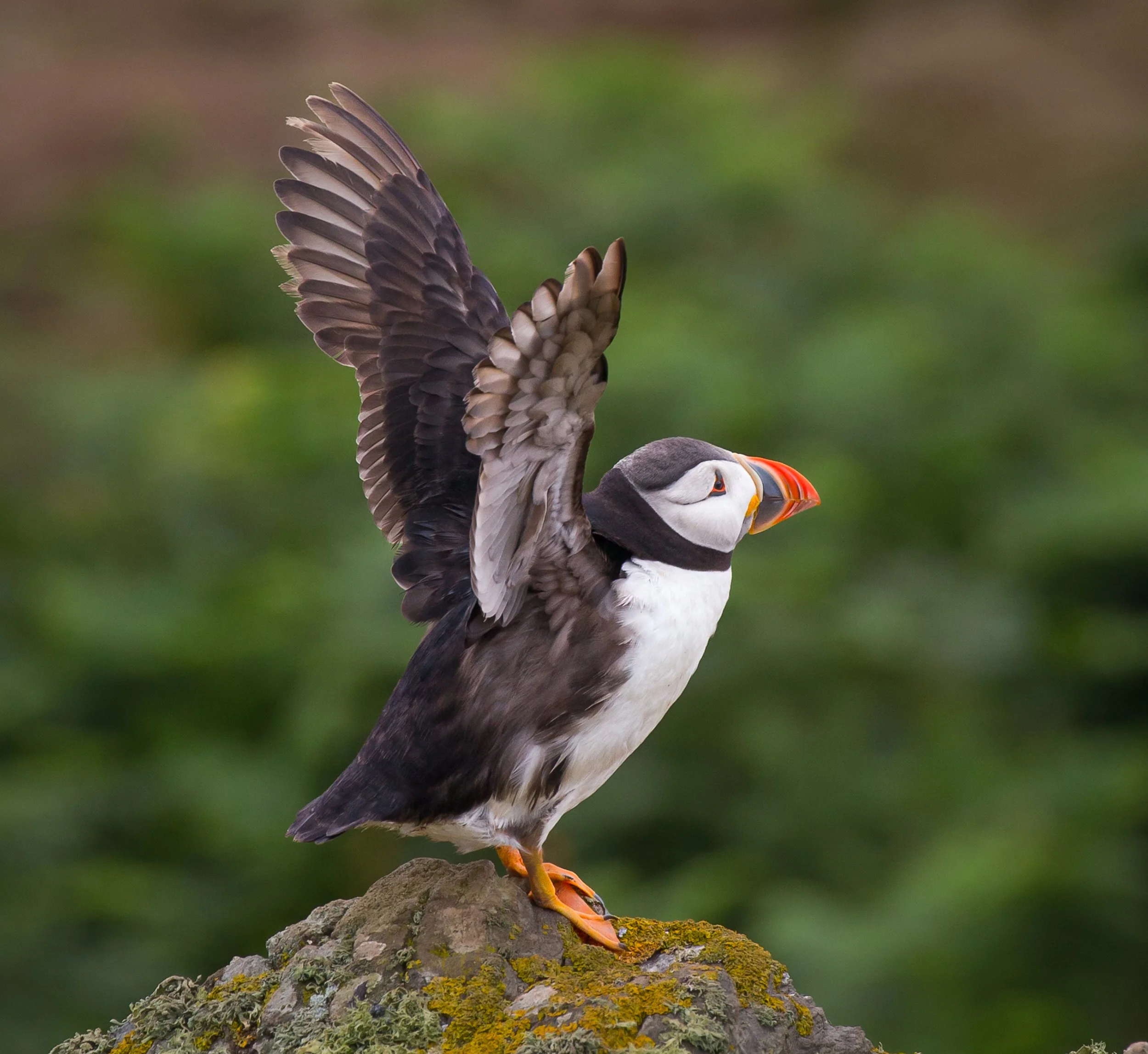 Skomer July 2016 (2083 of 405)-2.jpg