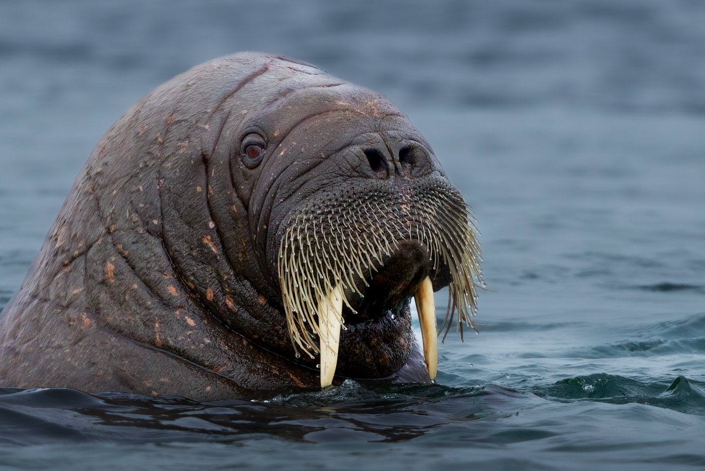 Arctic Voyage122012-322-Edit-Edit.jpg